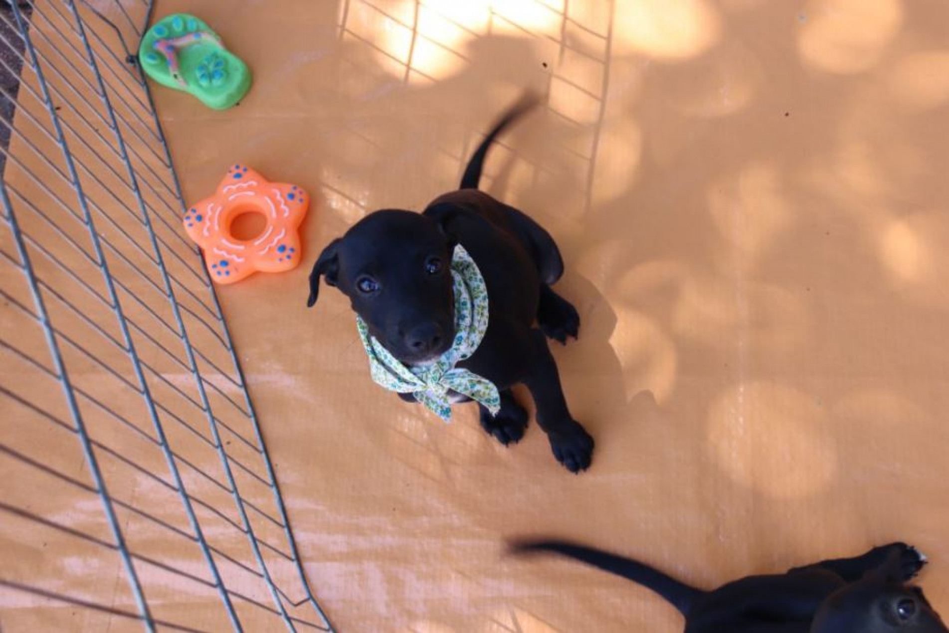 Feira de adoção de cães e gatos