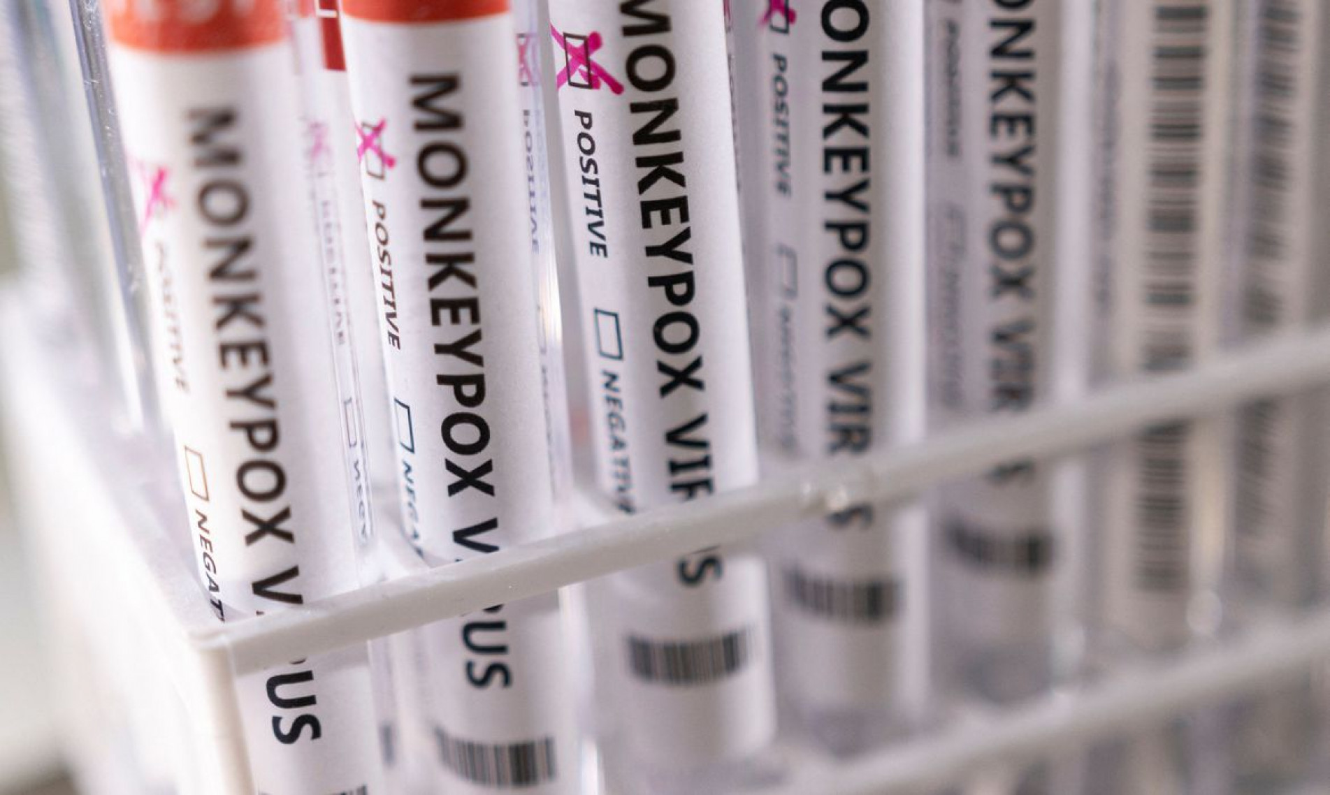 Var&iacute;ola dos macacos