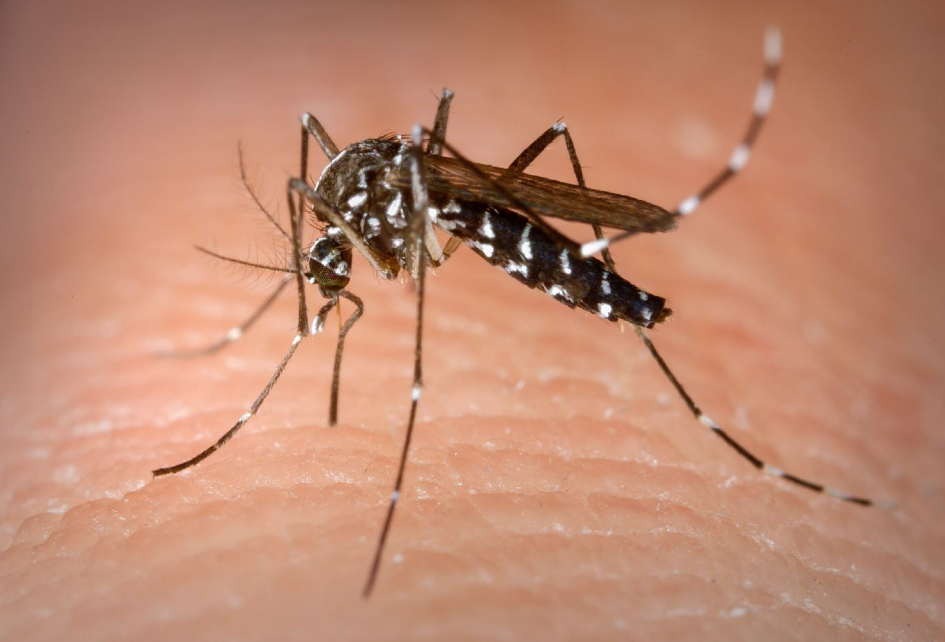 Doença é transmitida pela picada do mosquito Aedes aegypti