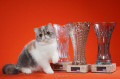 Flora, da raça Exótico, ganhou na categoria Melhor Gato de Raça. - CORTESIA / SILVIA PRATTA
