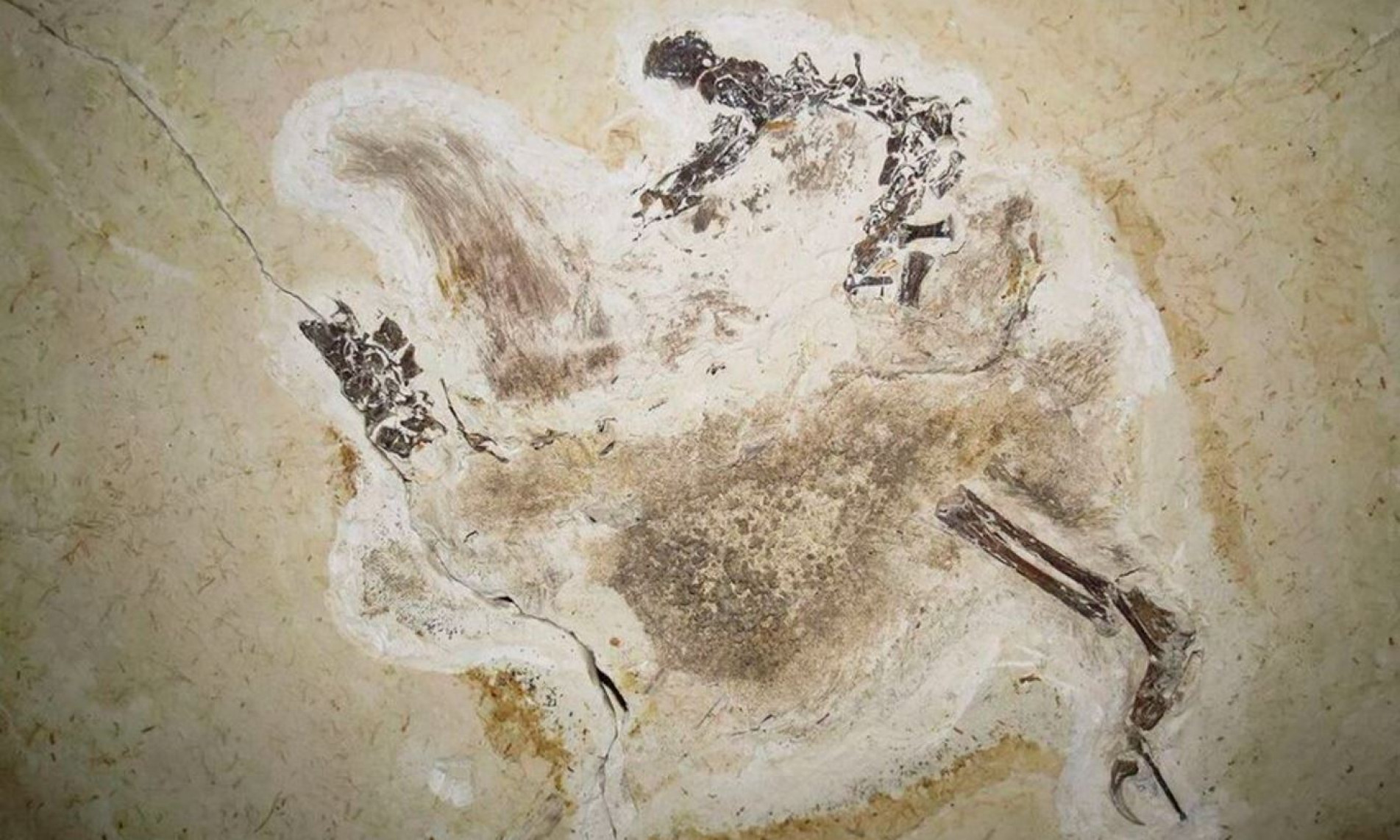 Fóssil de um dinossauro que viveu entre 110 e 115 milhões de anos atrás