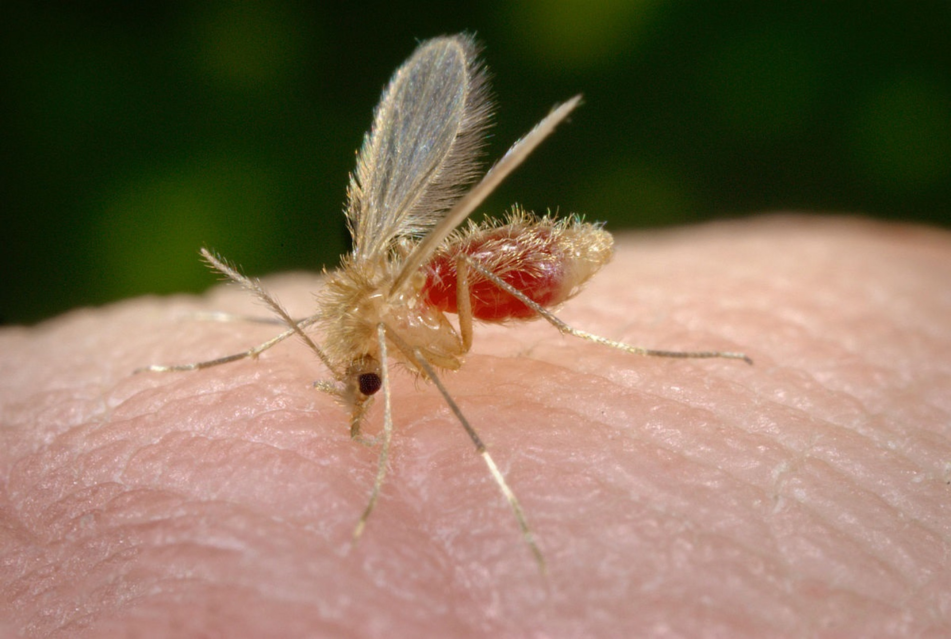 Doença é transmitida pelo mosquito-palha