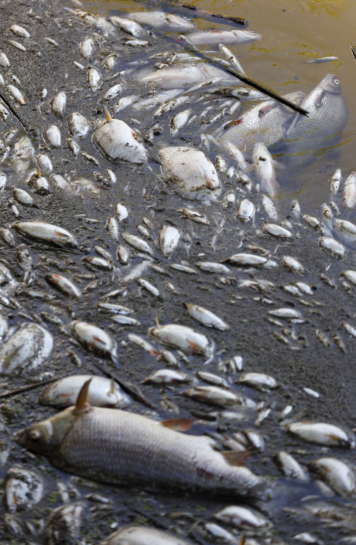 Toneladas de peixes mortos apareceram no rio Oder