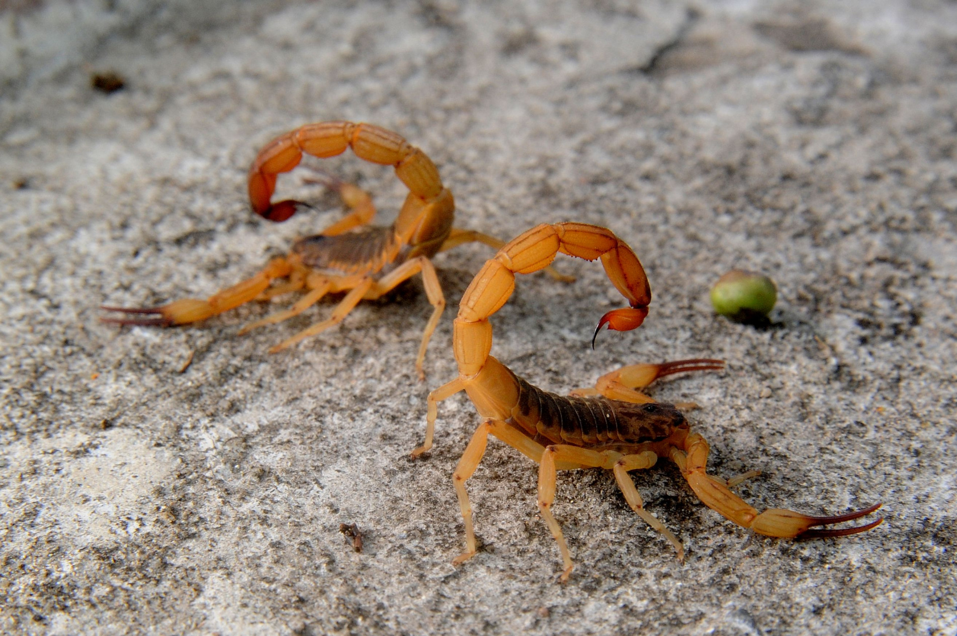 Estado tem unidades para atendimento de acidentes com animais peçonhentos