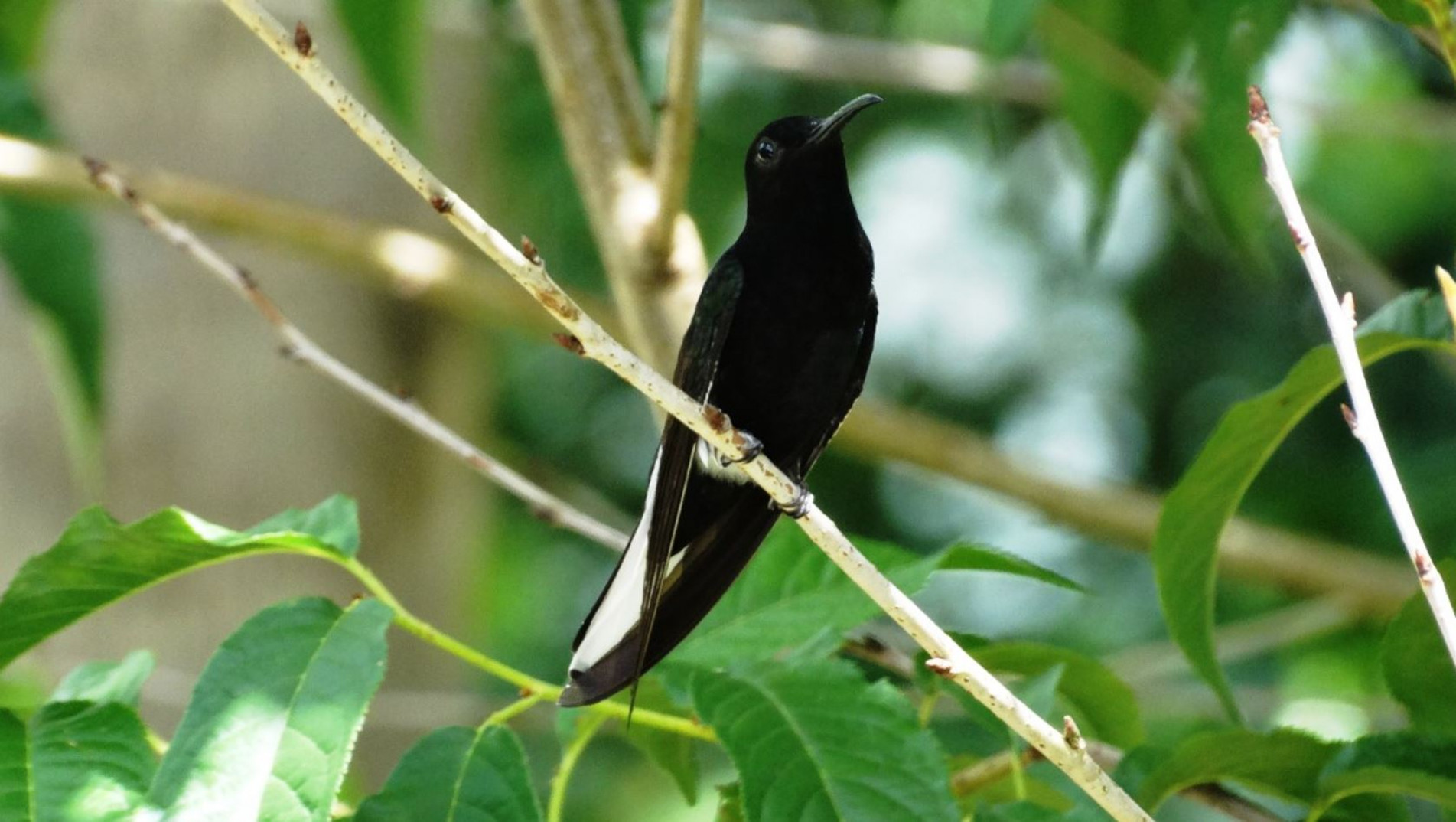 Essa ave não é a menor, mas possui cerca de 10 centímetros