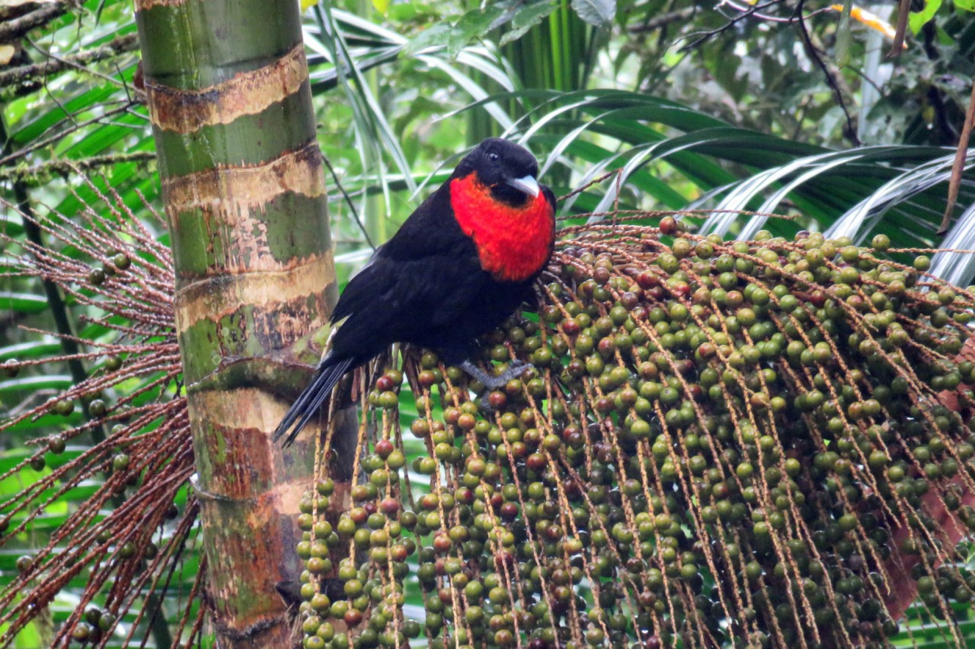 Espécie se alimenta principalmente de frutos, como o açaí, a palmeira do palmito jussara e a embaúba