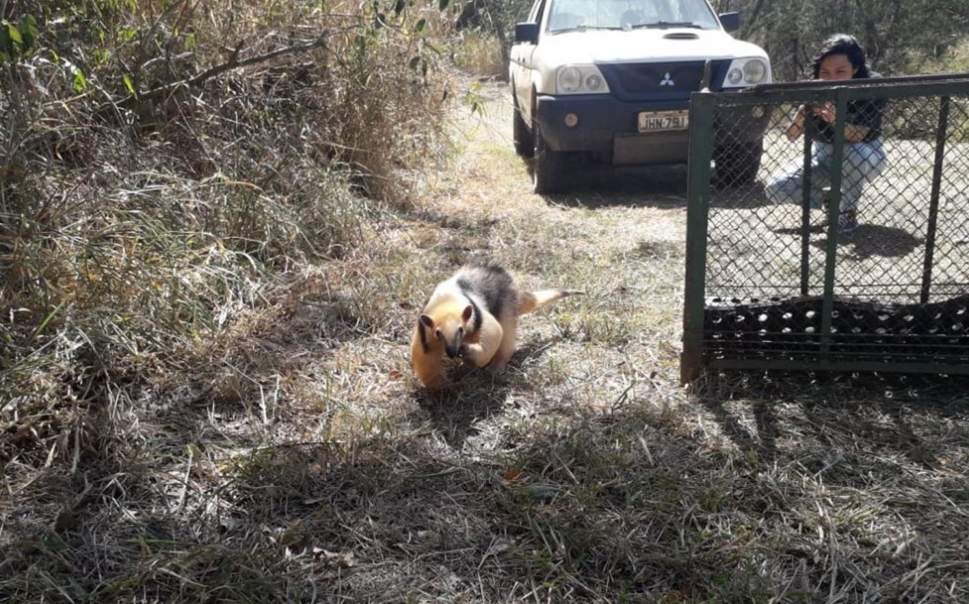 Antes de voltar para o habitat natural os animais silvestres receberam os cuidados necessários