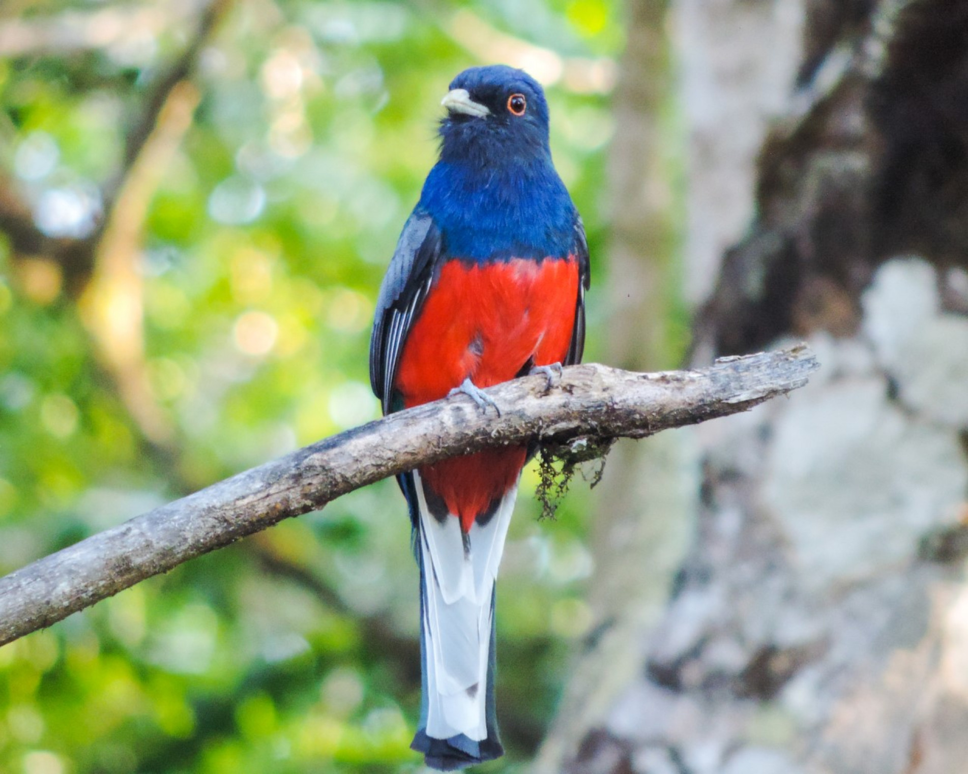 Espécie, que também pode ser encontrada na Flona, é bem colorida