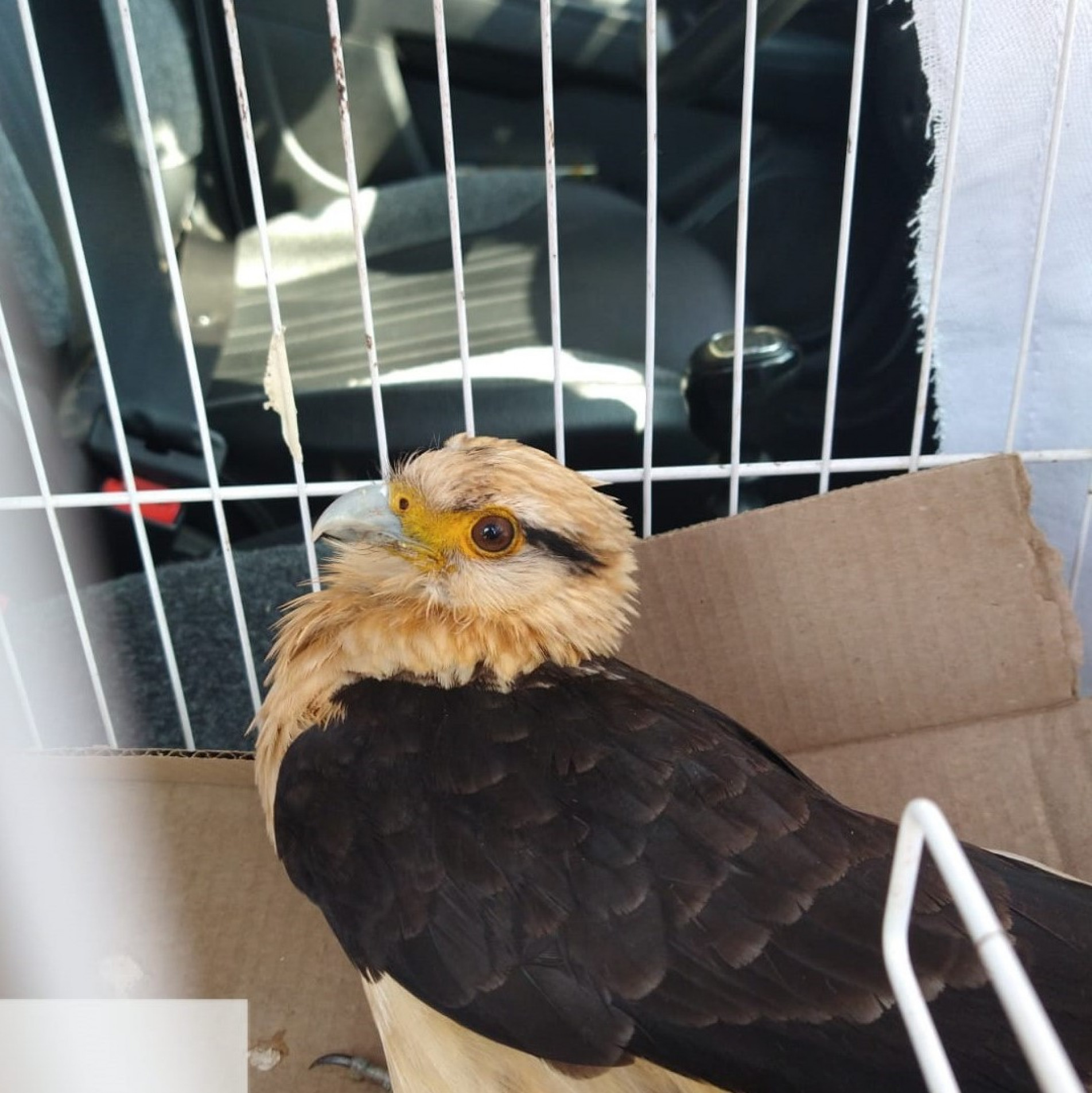 Gavião Carrapateiro