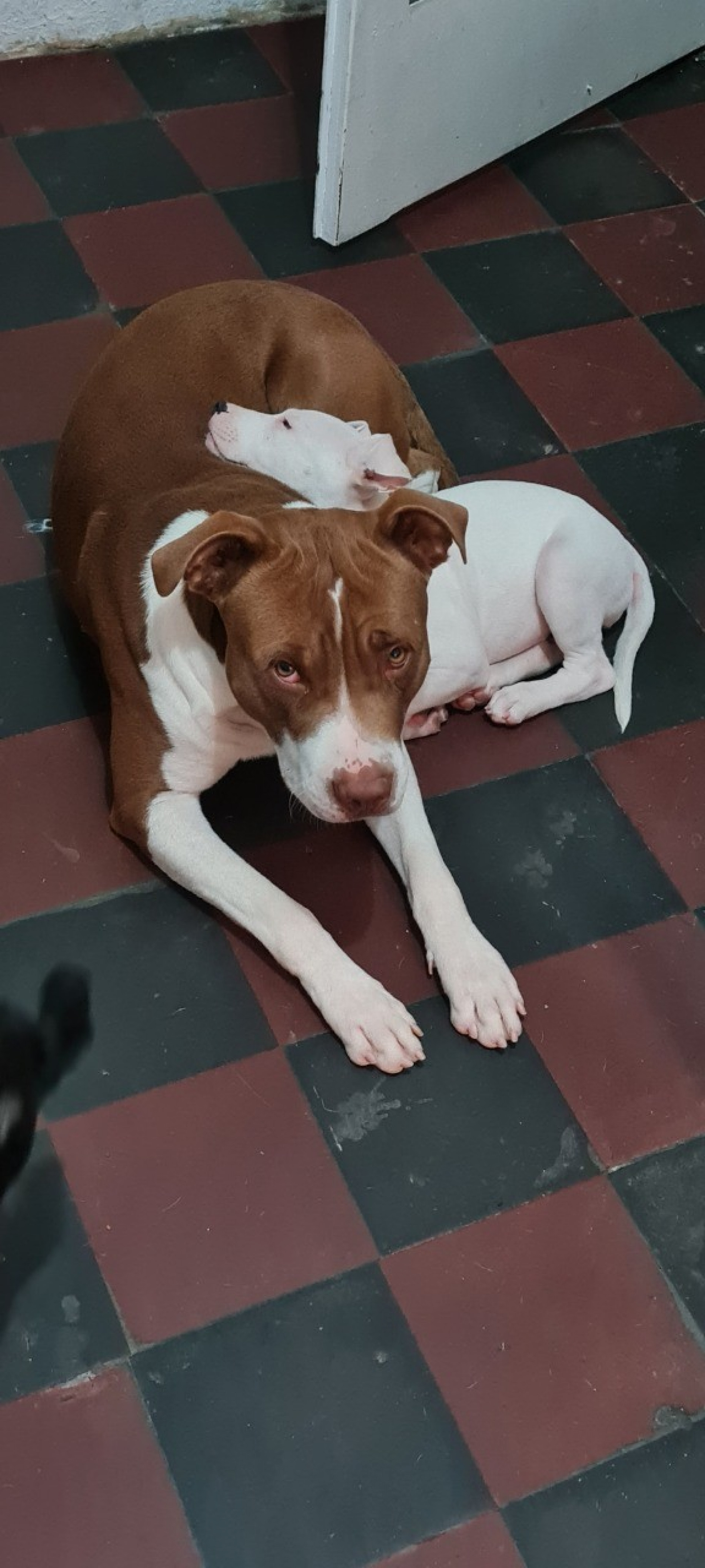 Dois cães da raça Pitbull