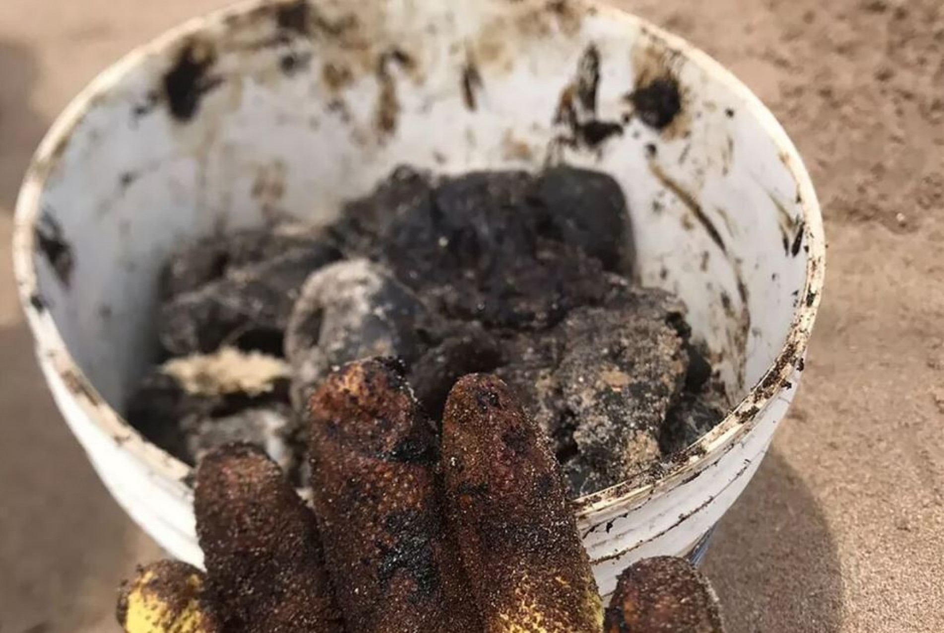 Duas toneladas de &oacute;leo s&atilde;o retiradas de praias em Pernambuco