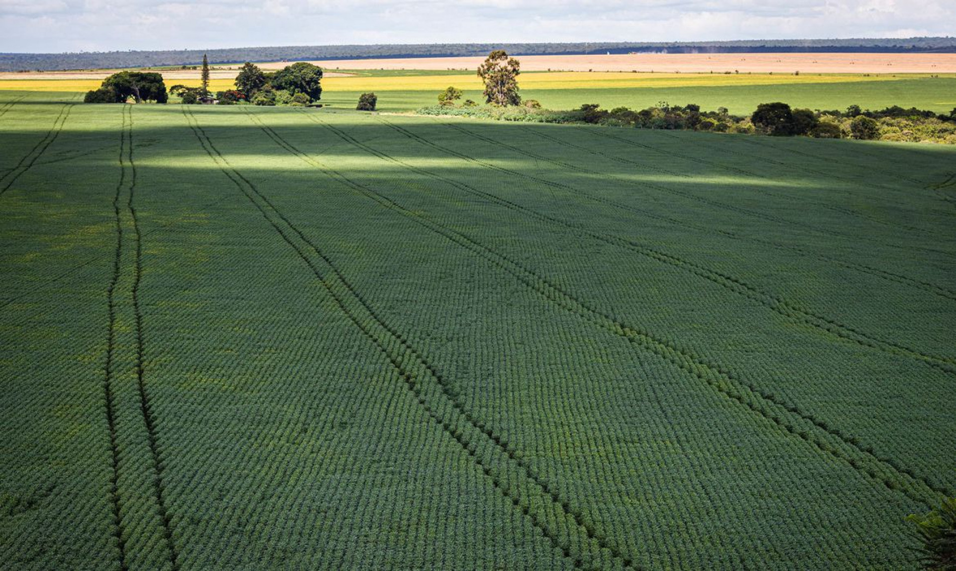 Produção de grãos deve chegar a 312,4 milhões de toneladas em 2023