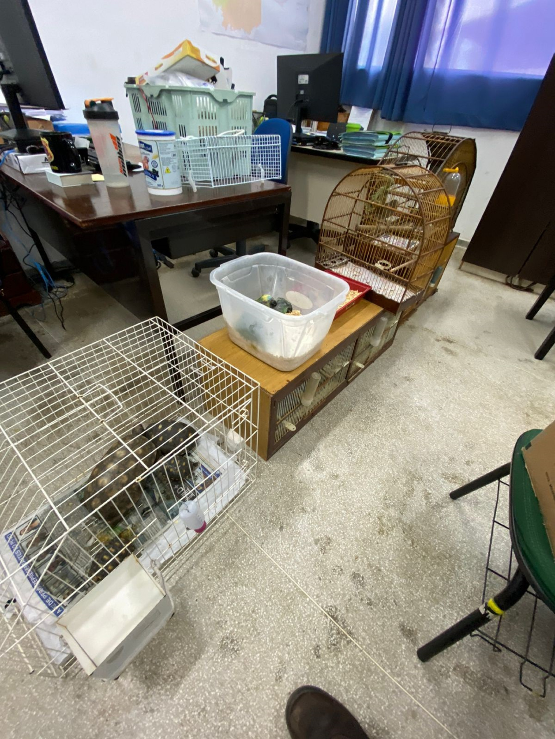 Homem é preso com 48 animais silvestres no município.