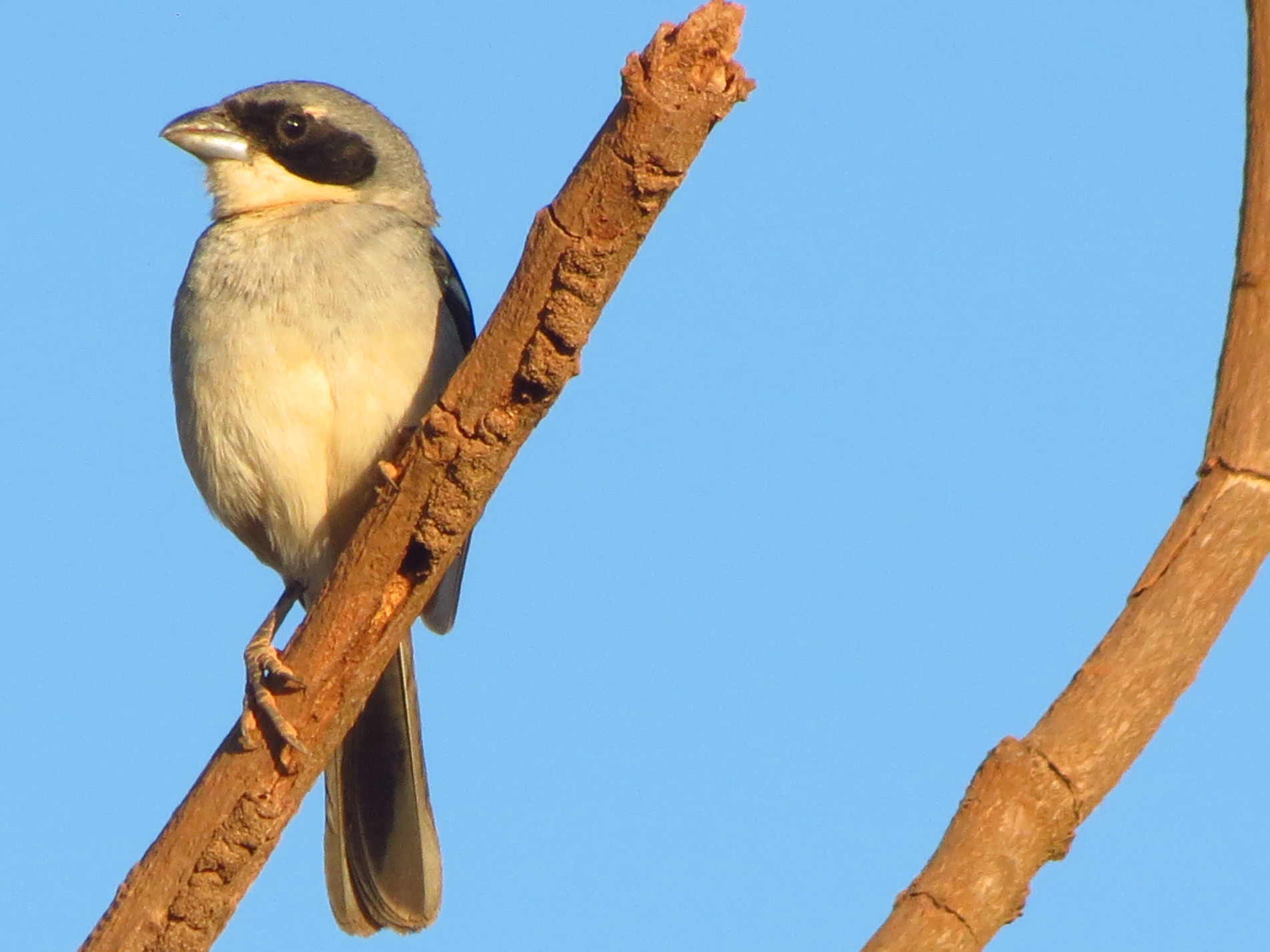Ela é fácil de identificar pela máscara escura ao redor dos olhos e a garganta branca