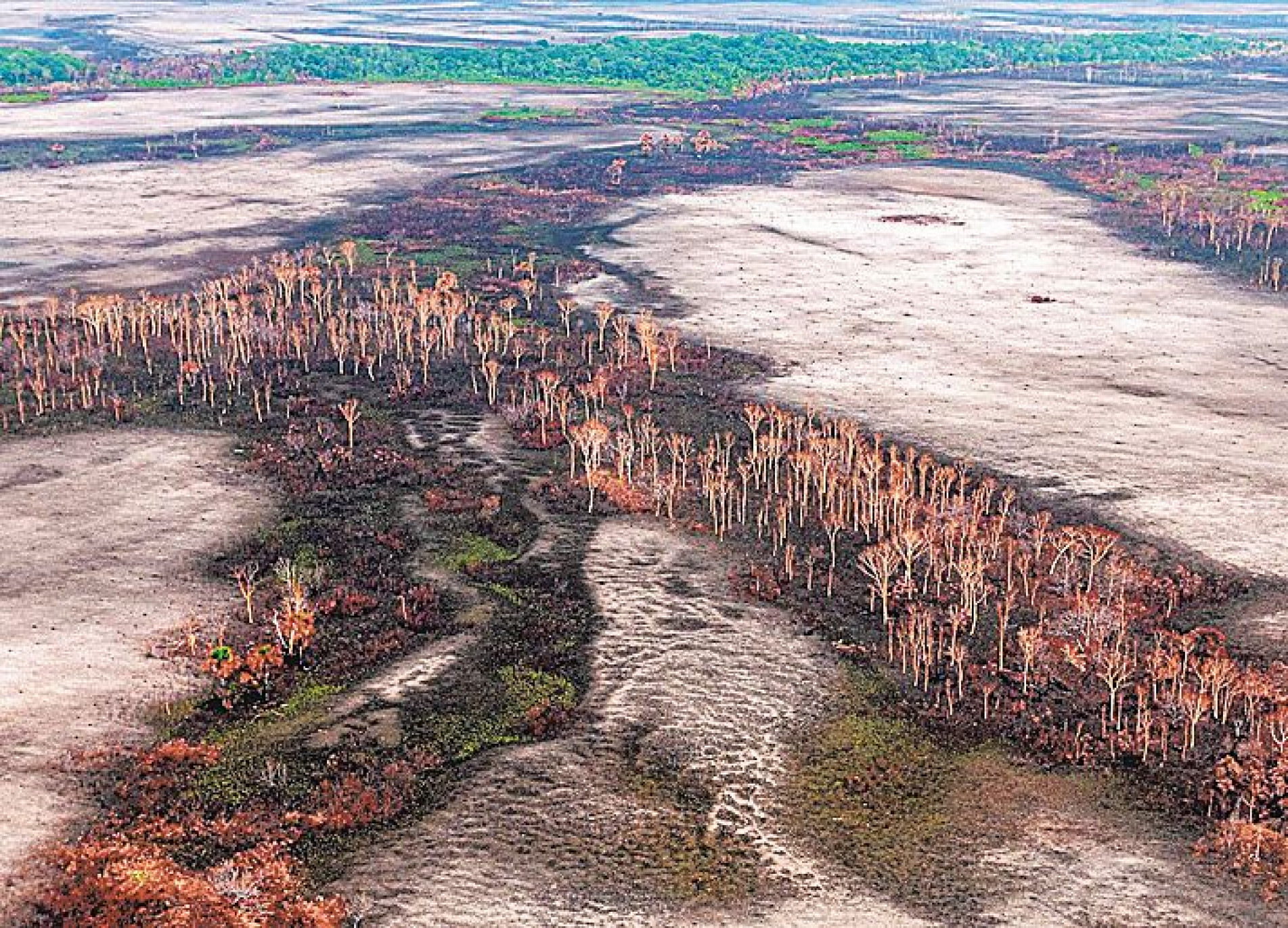 O Brasil perdeu 513,1 mil quilômetros quadrados de florestas naturais e campos de 2000 a 2020