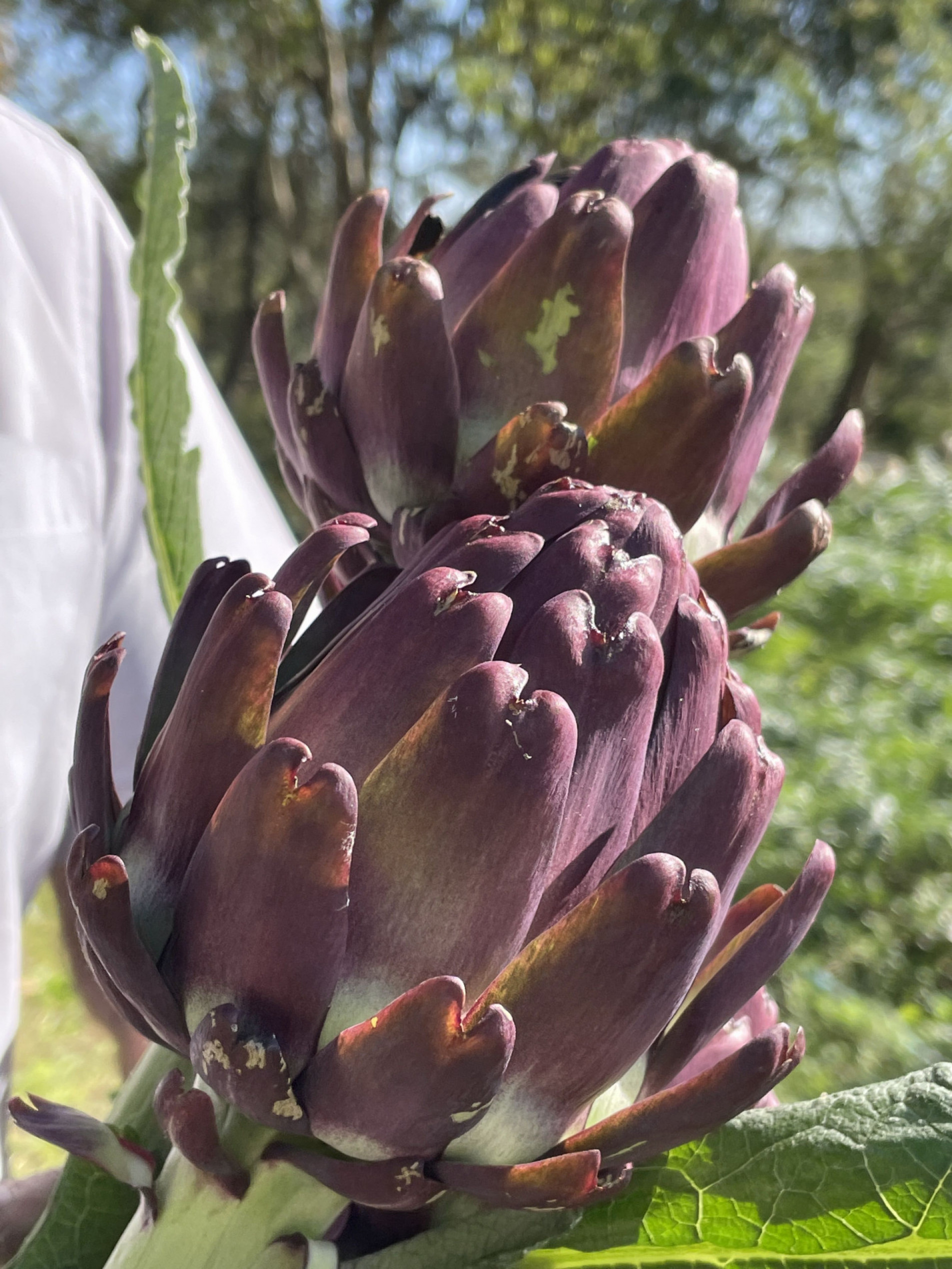 A alcachofra é uma flor que encontra ampla gama de utilização na gastronomia