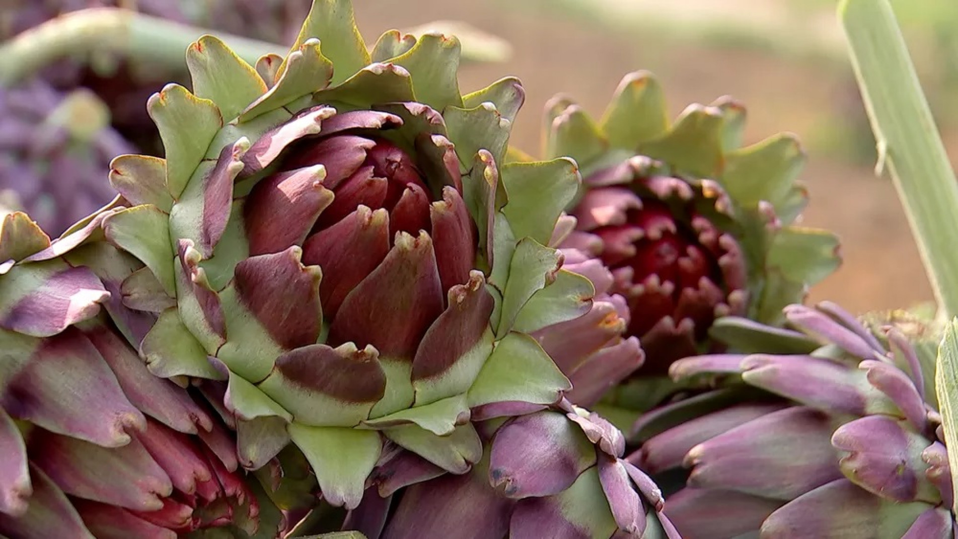 Festa da Alcachofra começa na próxima sexta-feira em São Roque