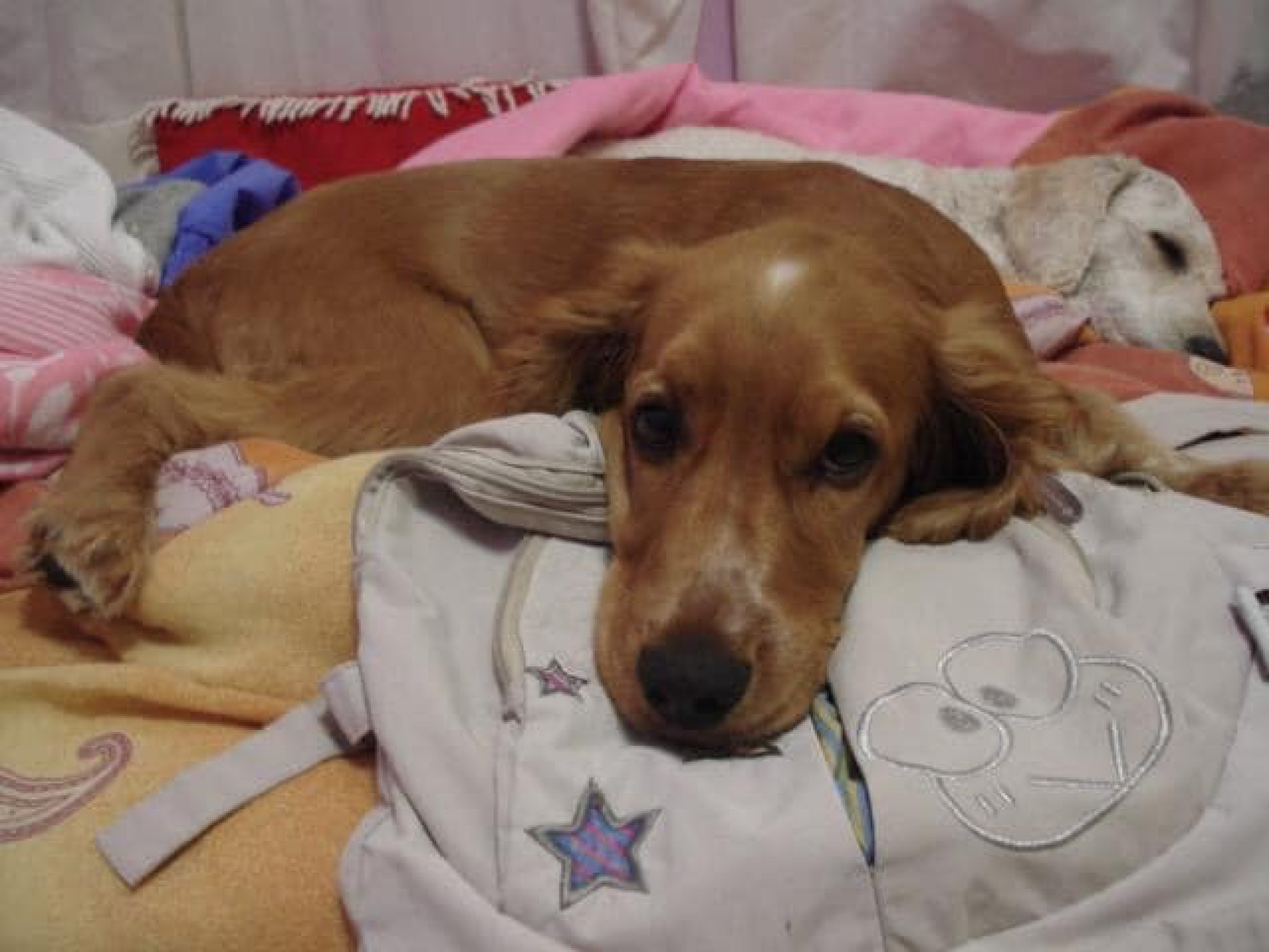 Por onde anda Scot? - Família oferece R$ 5 mil de recompensa para quem encontrá-lo