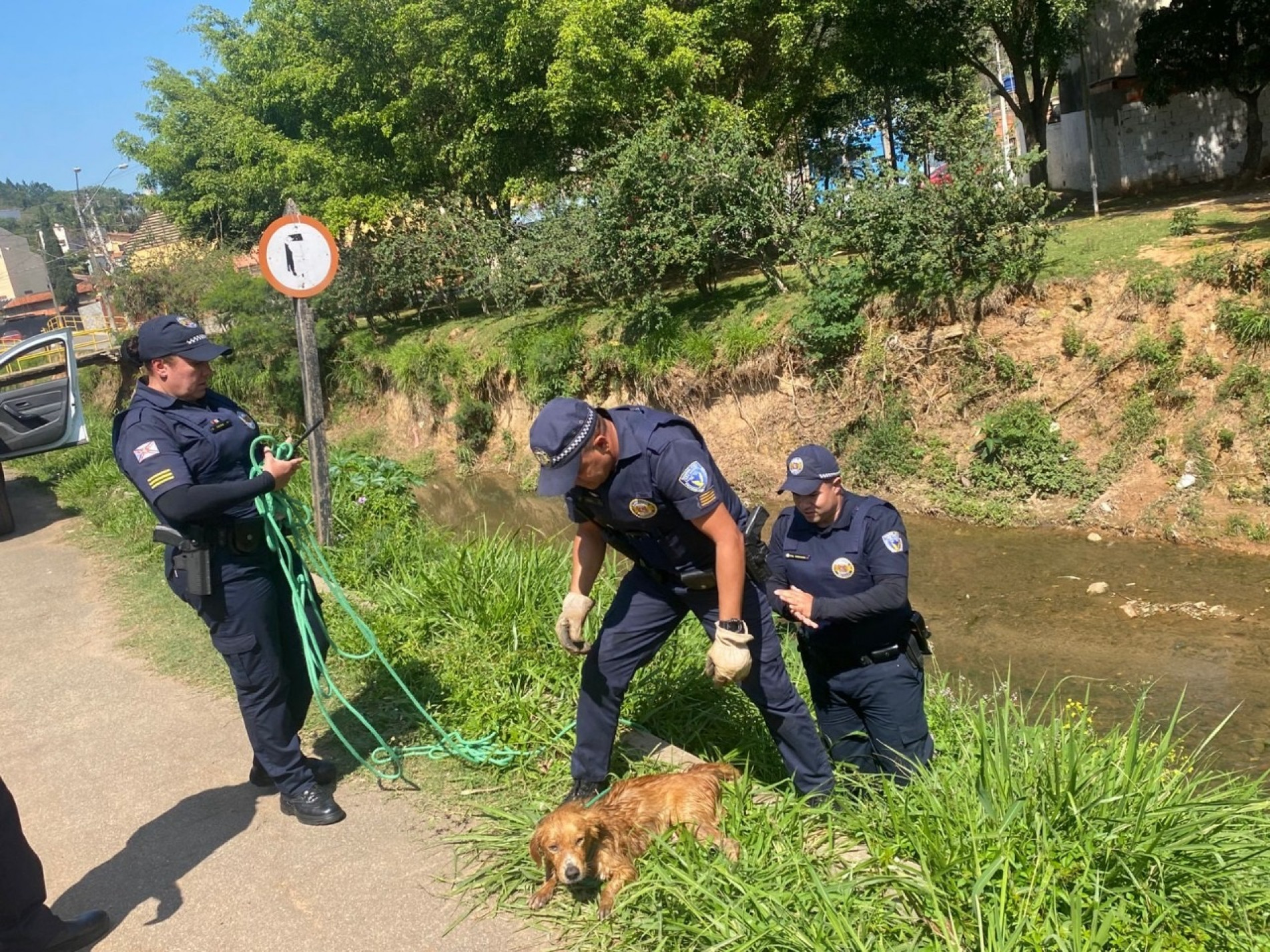 Cachorro foi resgatado por guardas municipais e, após cuidados, será encaminhado à adoção