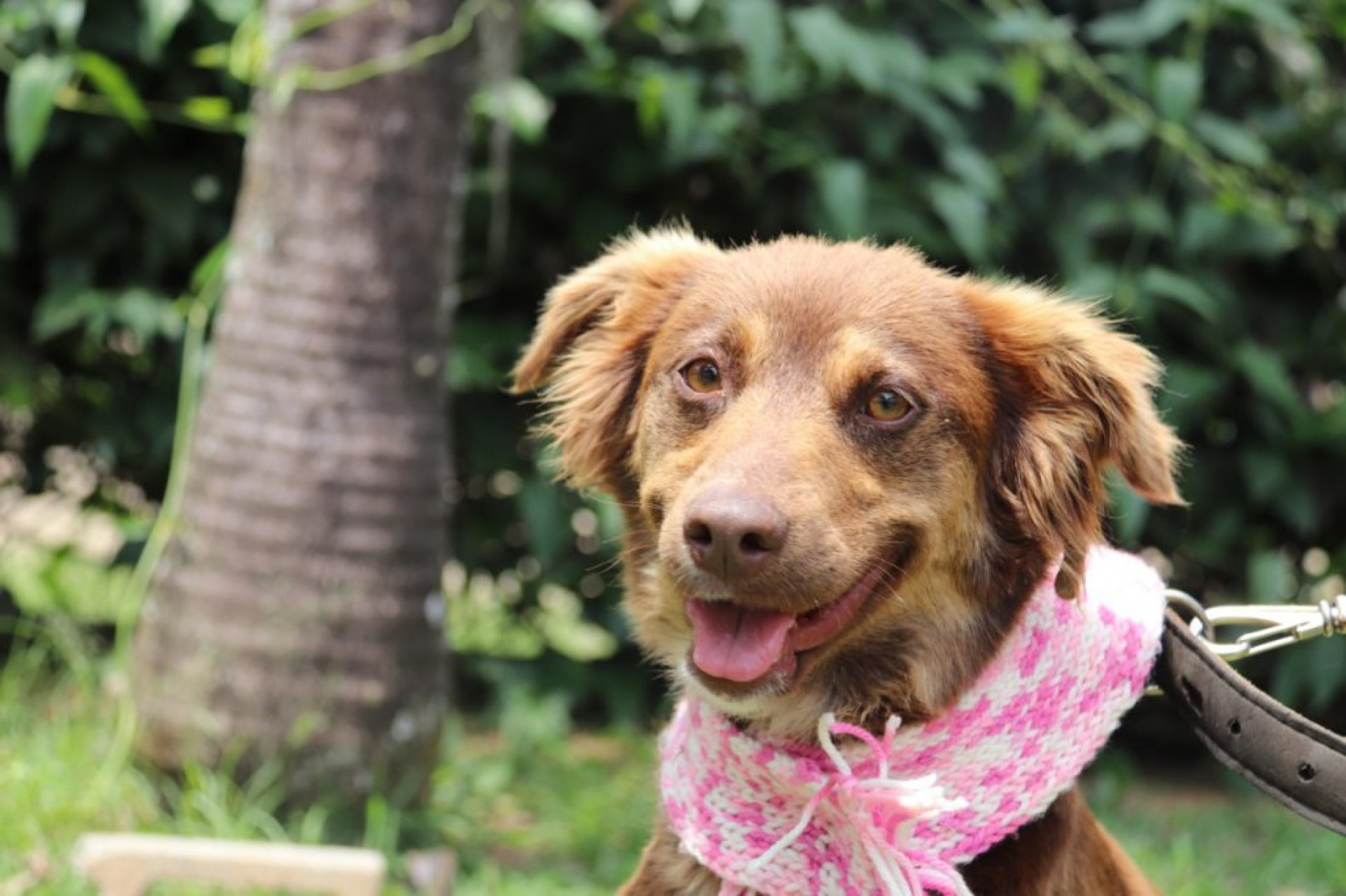 Feira de ado&ccedil;&atilde;o de c&atilde;es acontece no P&aacute;tio Cian&ecirc; Shopping neste s&aacute;bado (2)