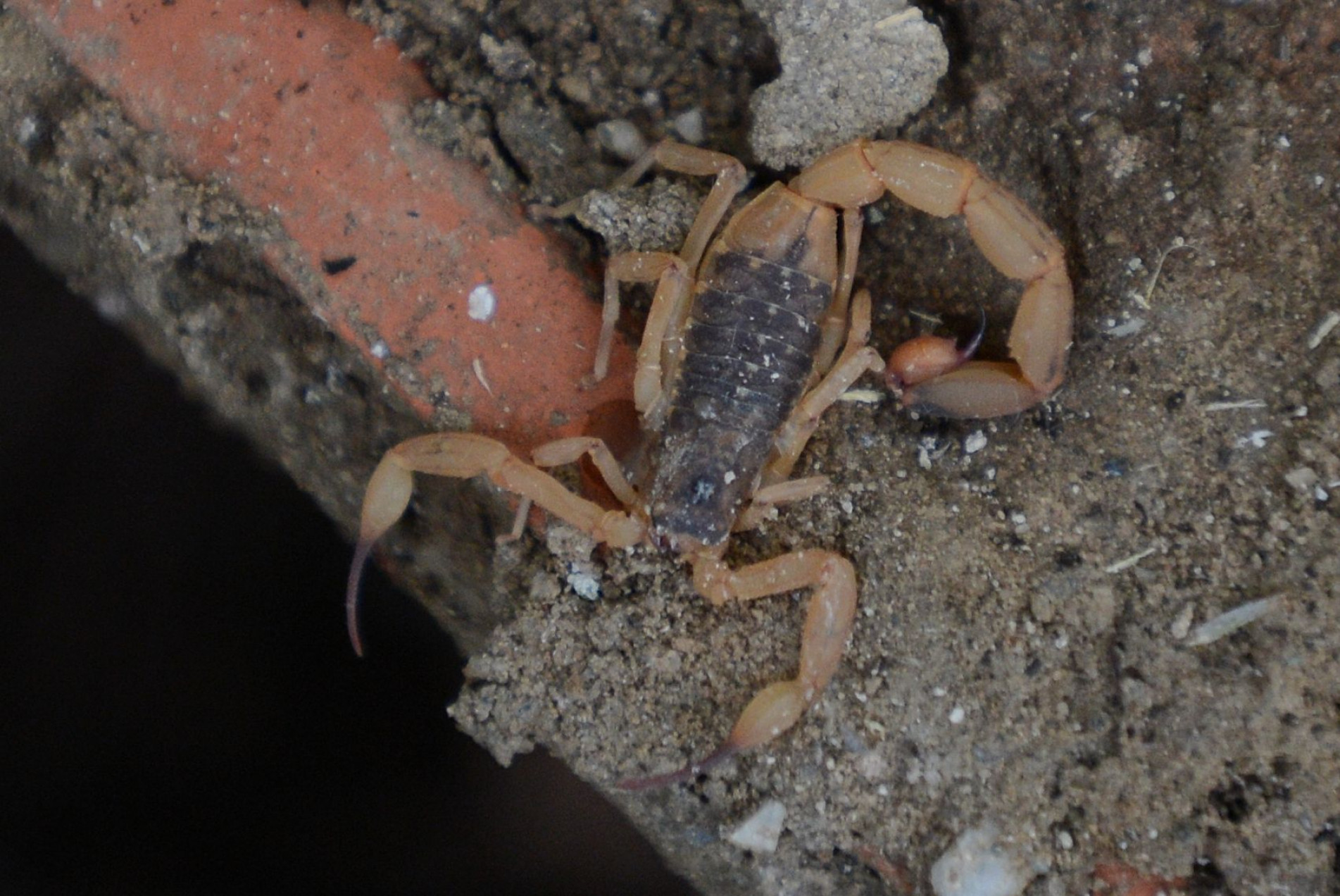 Calor e locais com entulho são ideais para a proliferação do aracnídeo 