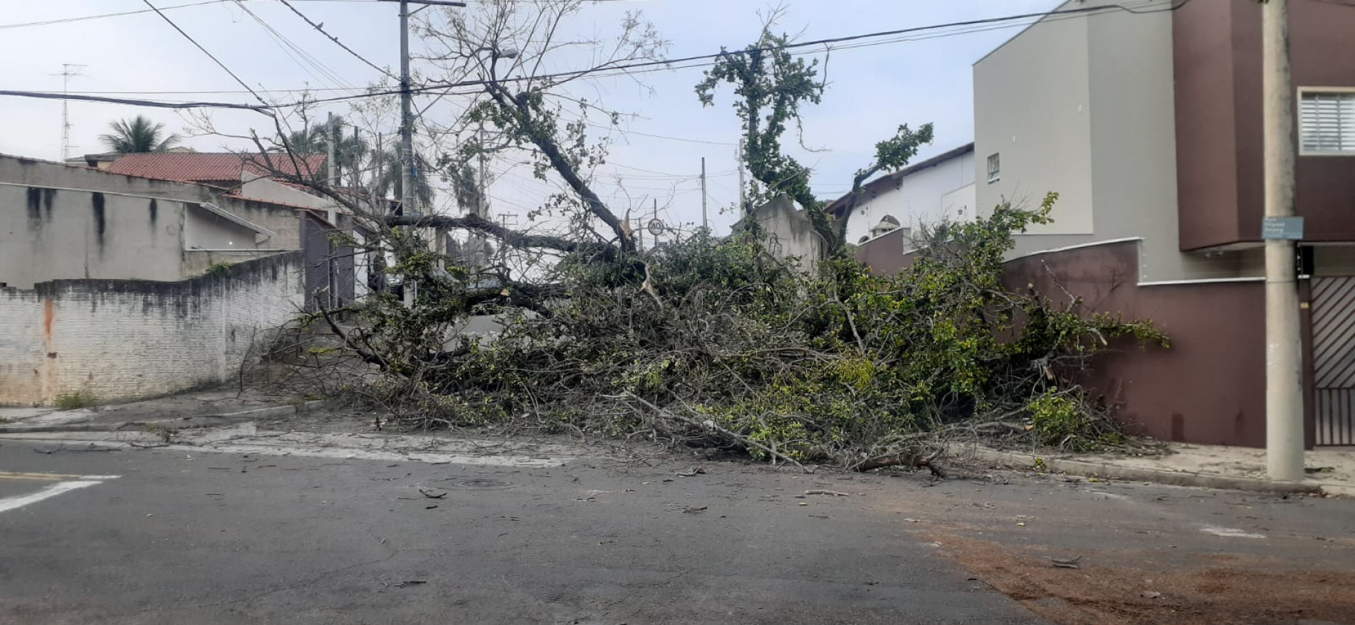 Árvore caiu na madrugada desta sexta-feira (14)