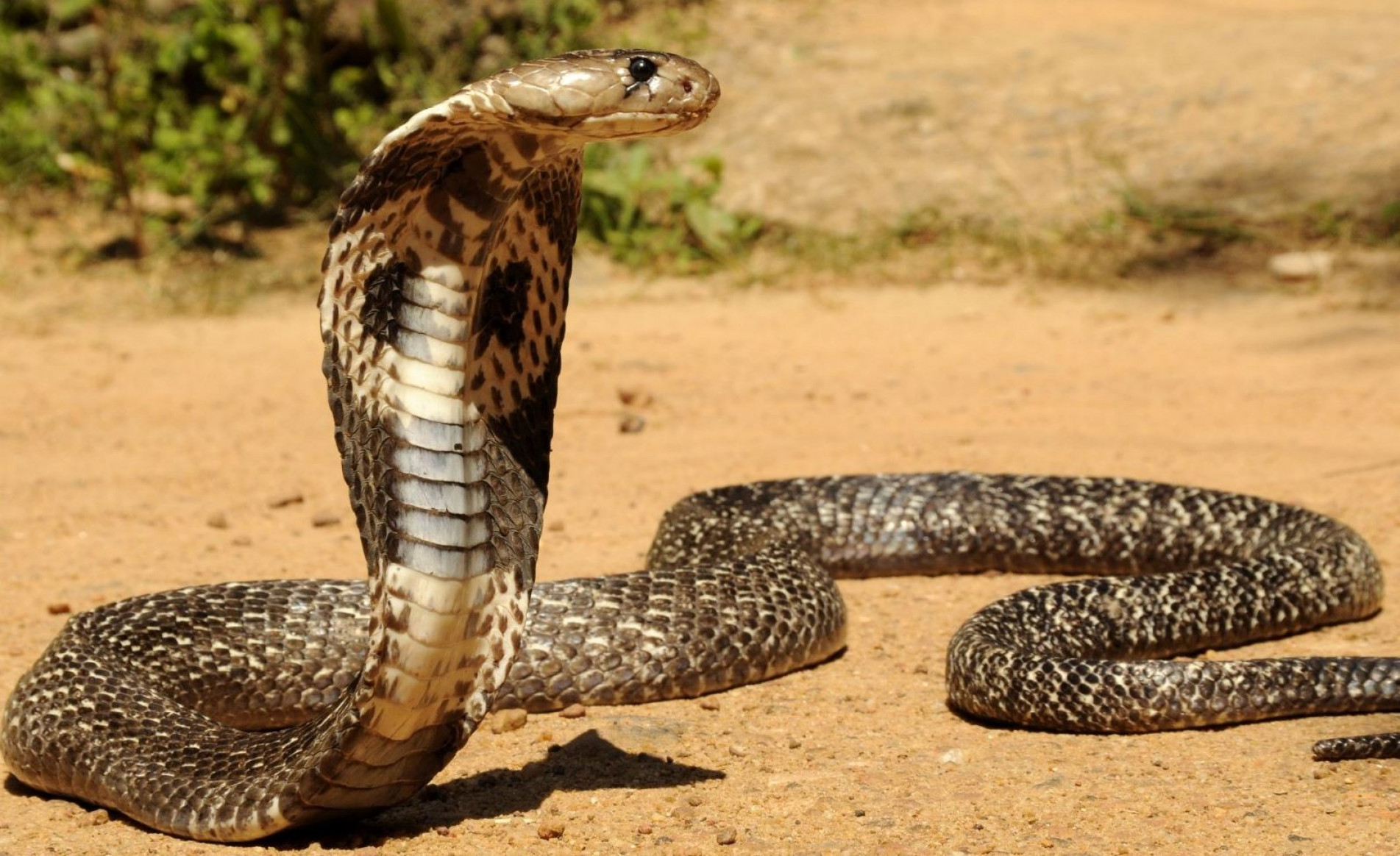 A cobra-real é nativa da Ásia, onde habita planícies e florestas tropicais