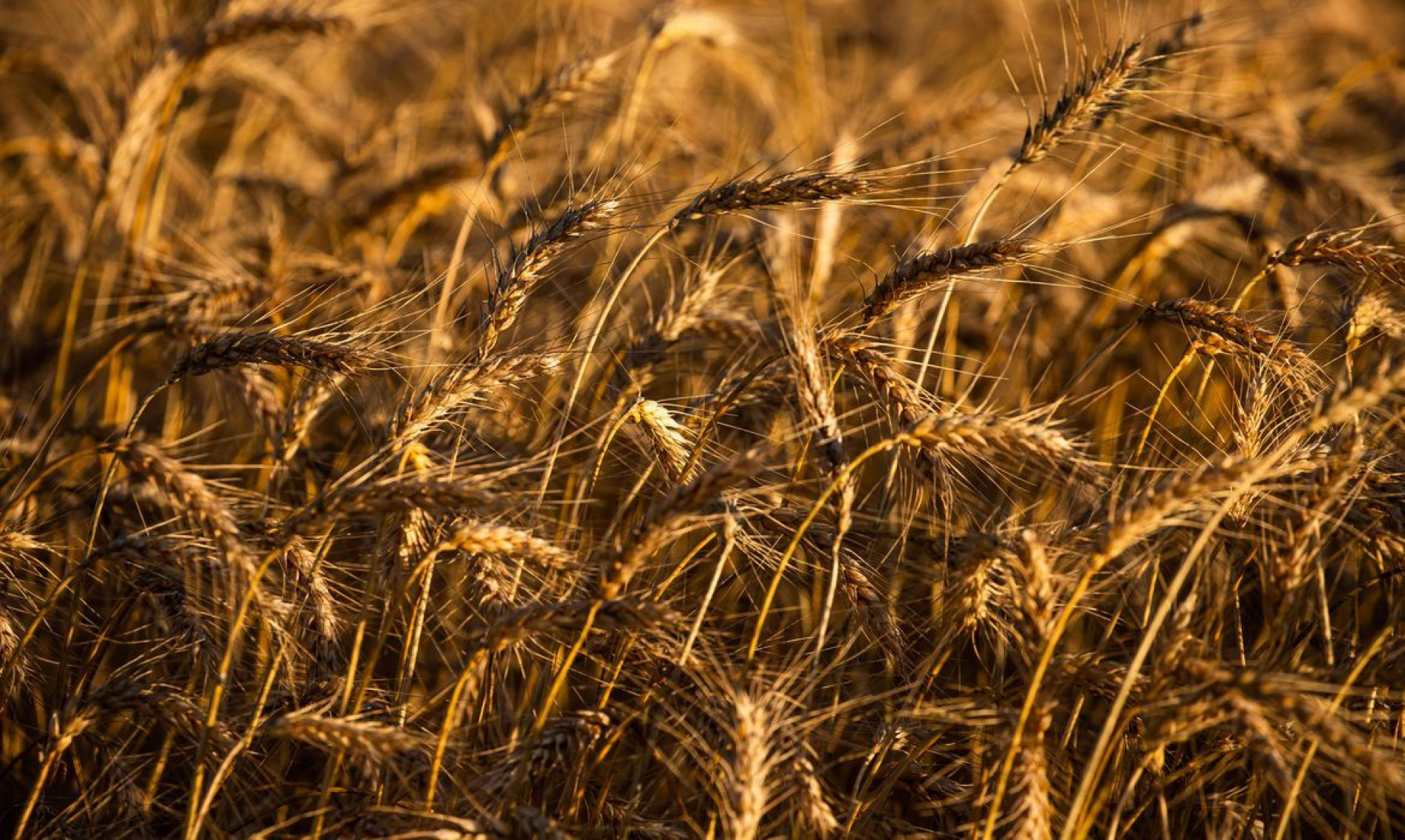 Associação pretende ampliar áreas plantadas de trigo