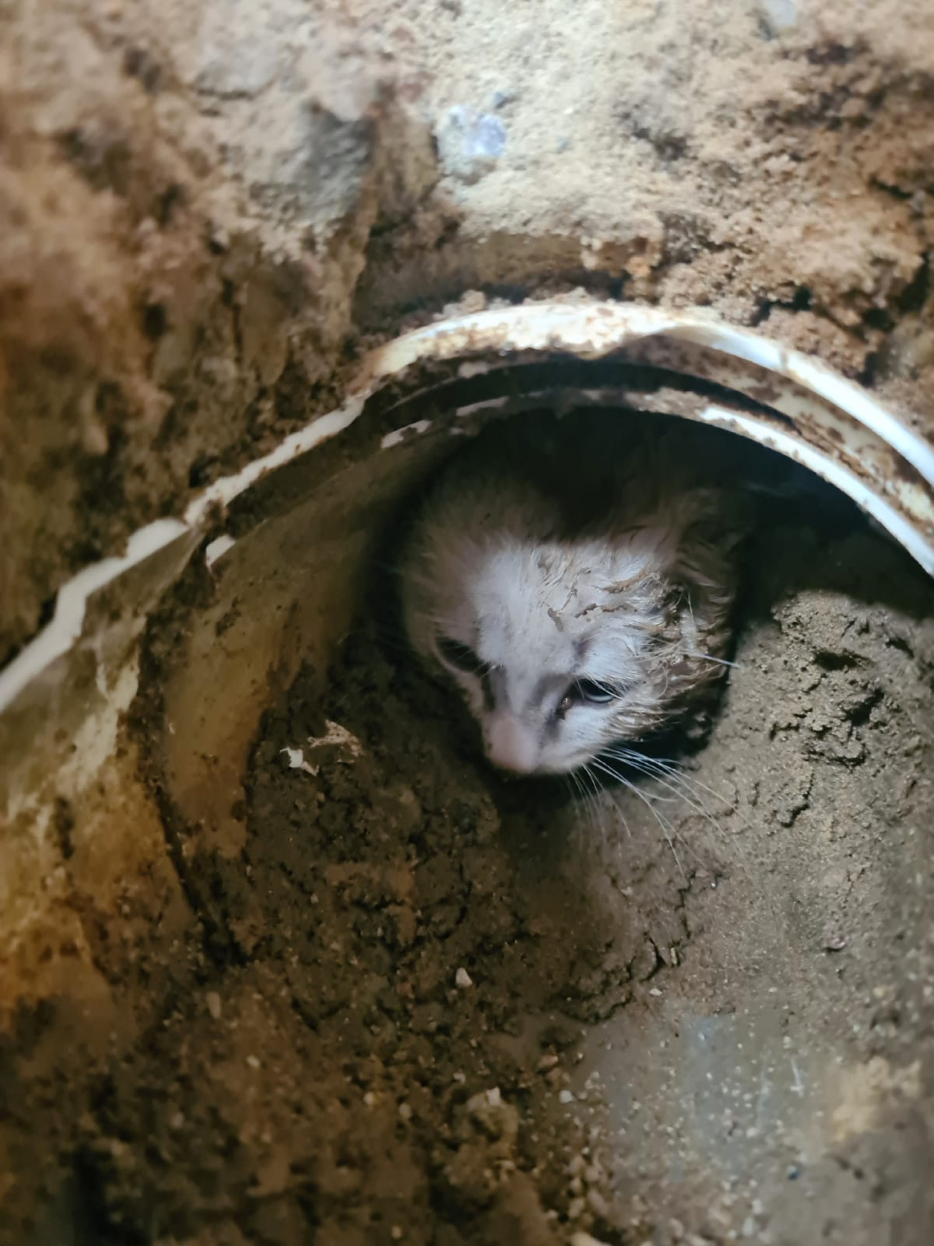 Filhote de gato preso em cano é resgatado 