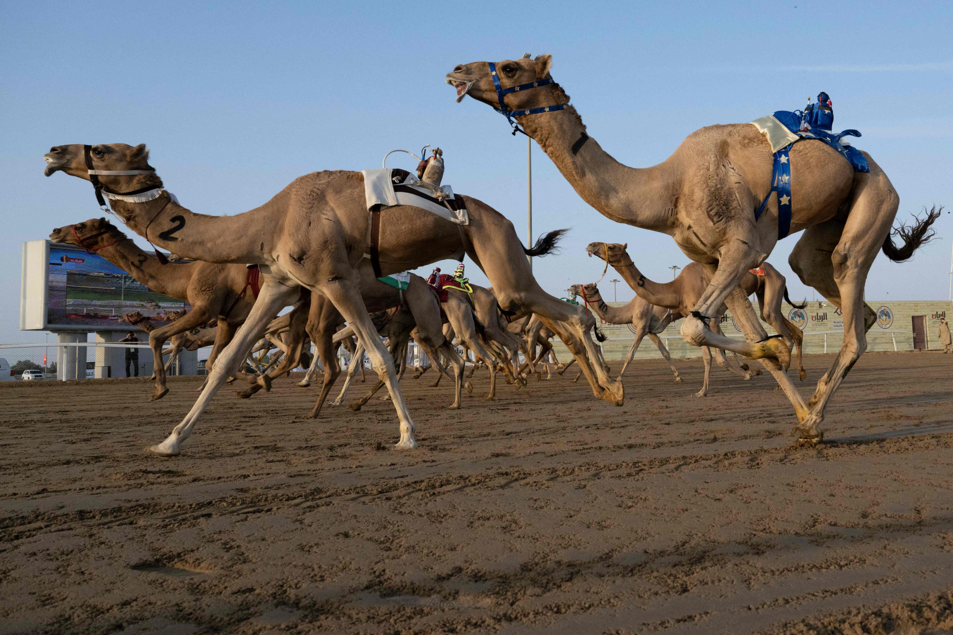 No país da Copa, corrida de camelos é paixão
