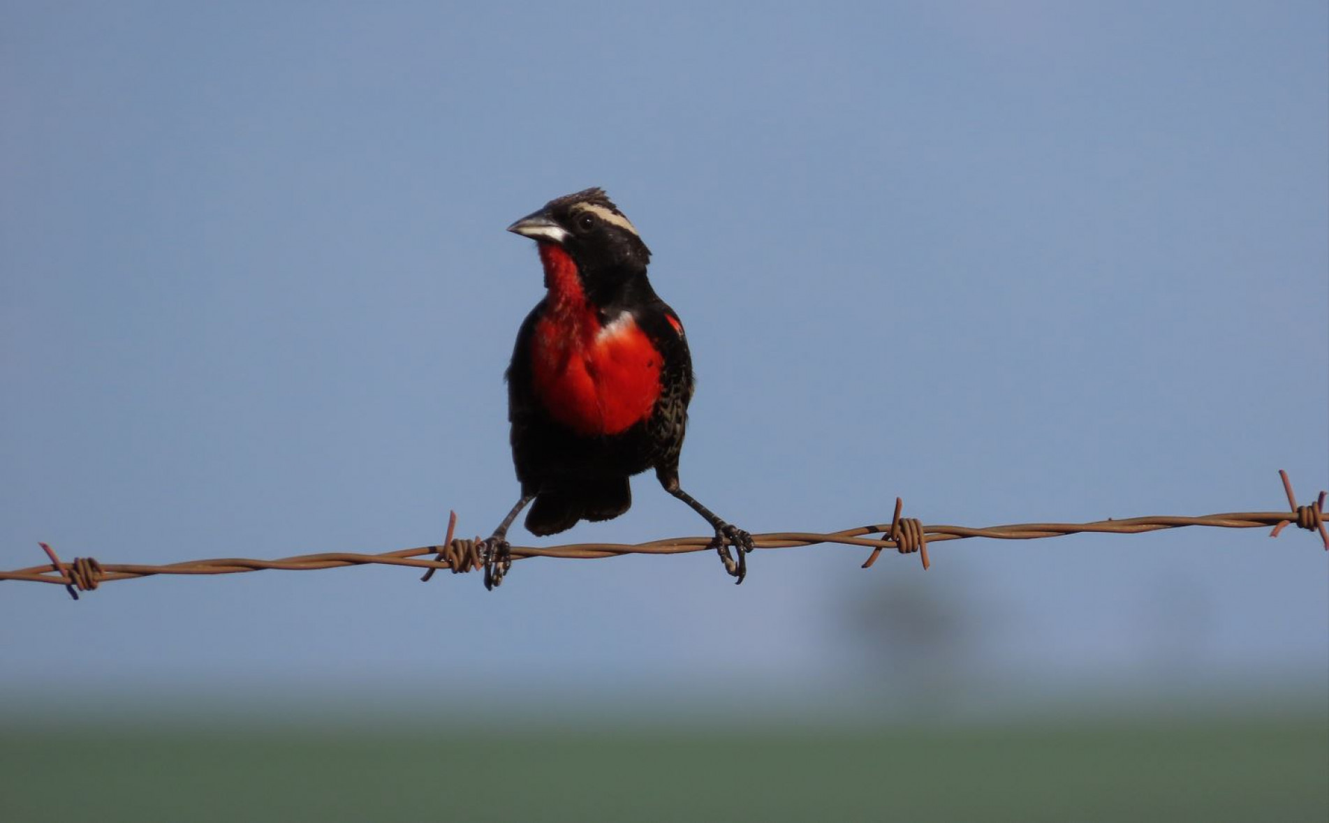 Este passarinho está sempre alerta, defendendo seu território em áreas campestres como brejos e pastagens alagadas
