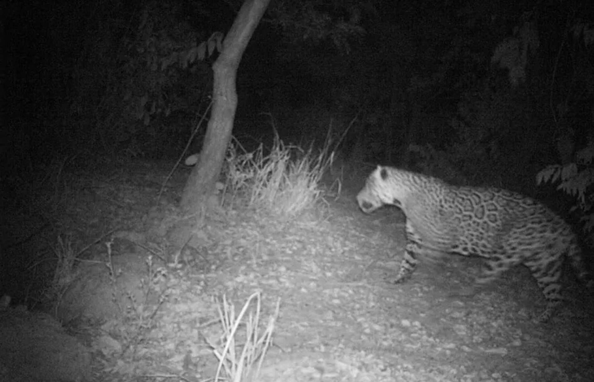Maior felino selvagem das Américas habita uma reserva particular em Niquelândia
