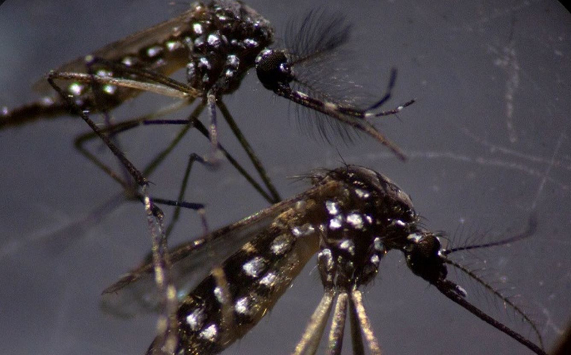 O Aedes aegypti tem o corpo preto com listras brancas