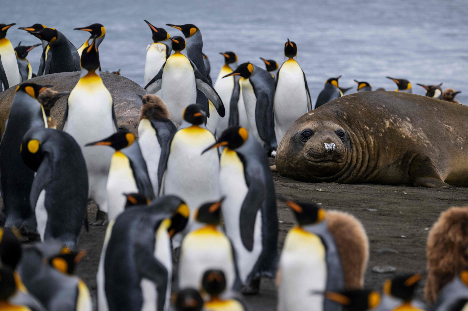 Pinguim-rei passa a vida no mar e só volta à terra para botar seus ovos