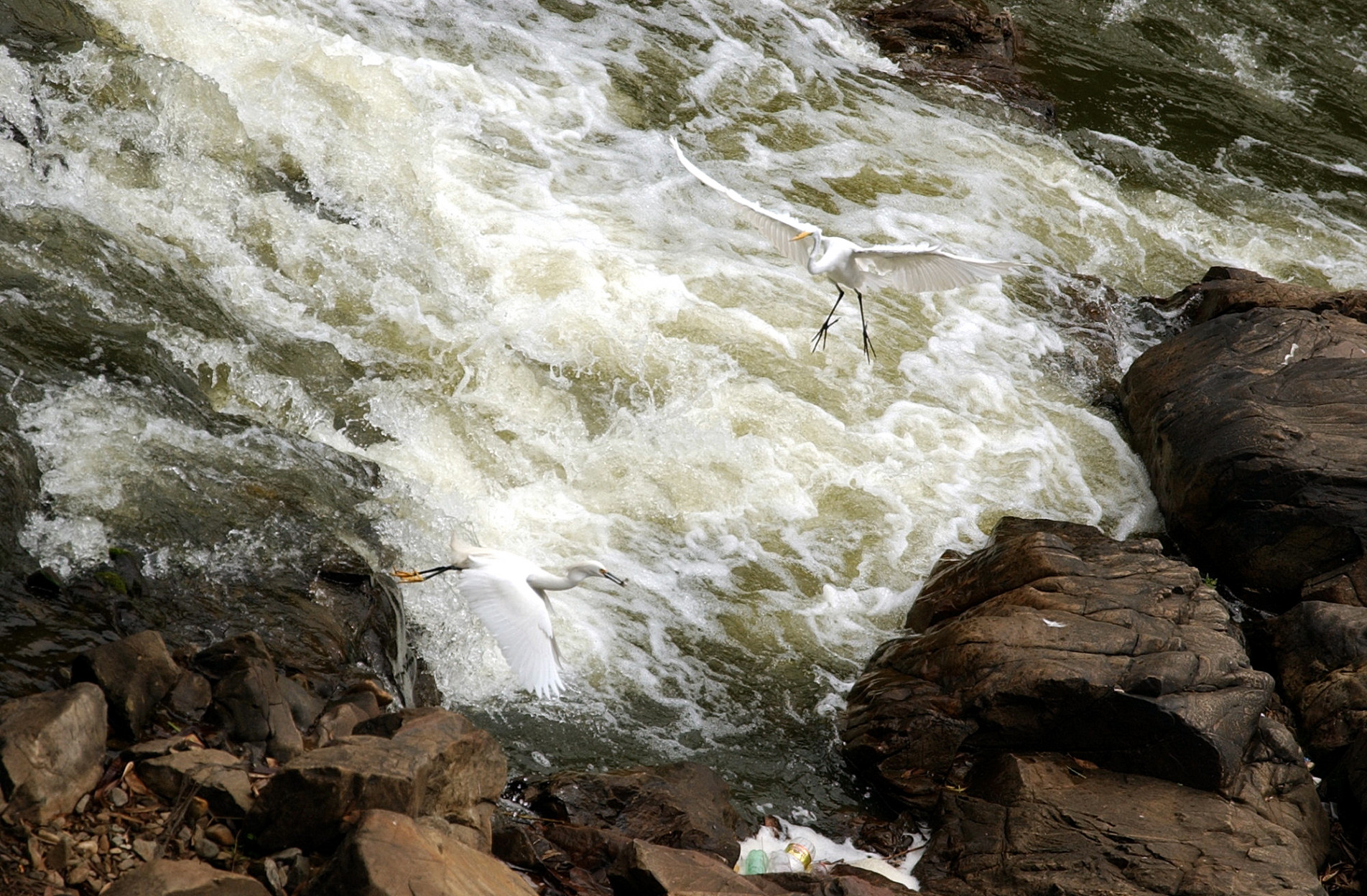 Mesmo sem o merecido cuidado, lugar guarda uma biodiversidade muito rica 