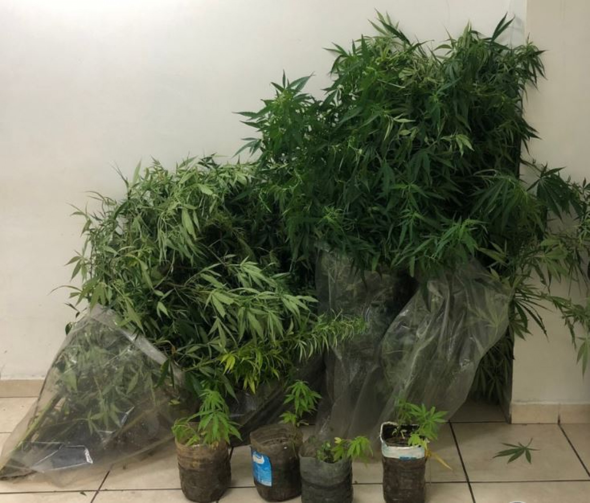 Policiais encontraram diversos pés de maconha no fundo da residência, totalizando 20 kg do entorpecente 