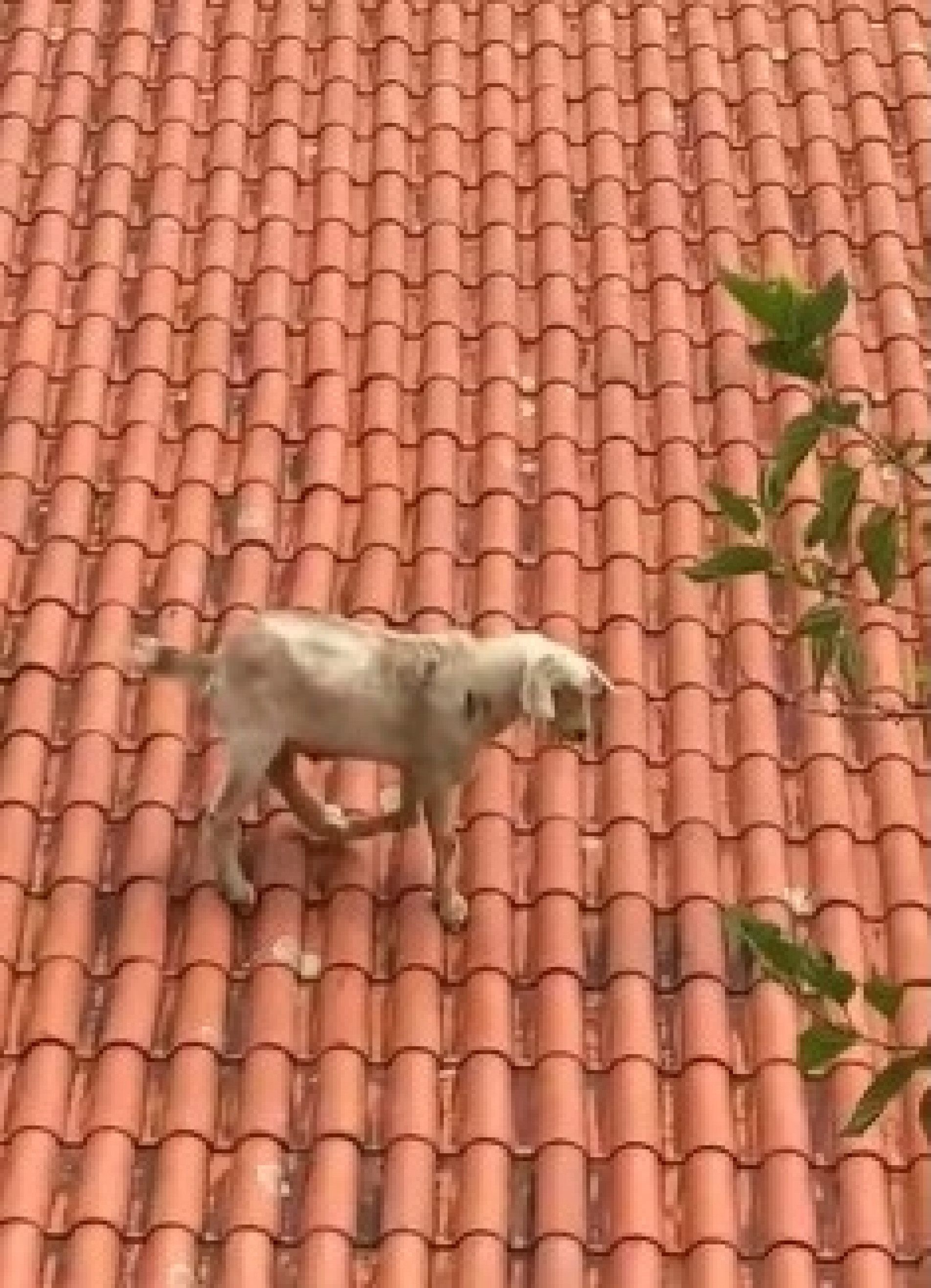 Bode sobe em telhados de casa do bairro Brigadeiro Tobias