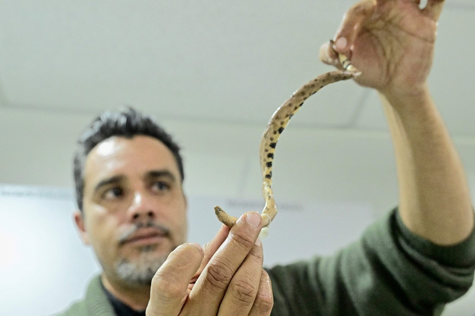 A serpente tem uma espinha dorsal -- característica das espécies primitivas