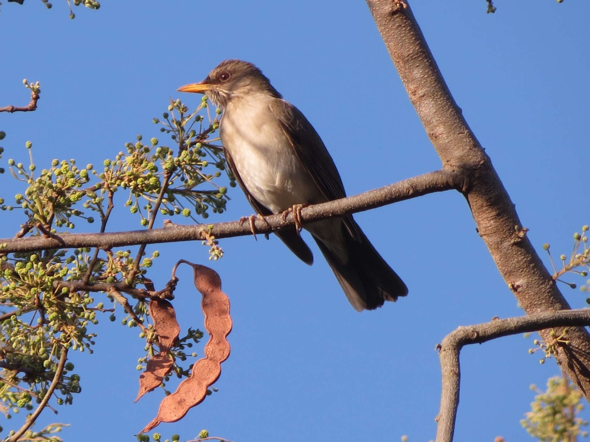 Quando esse sabiá chama, parece que está dizendo 