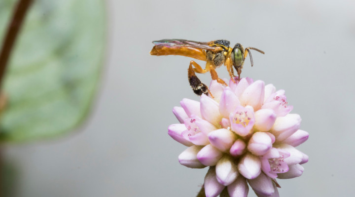 Tetragonisca angustula, popularmente conhecida como jataí, uma das espécies de abelhas sem ferrão cujas colmeias podem ser encontradas no câmpus