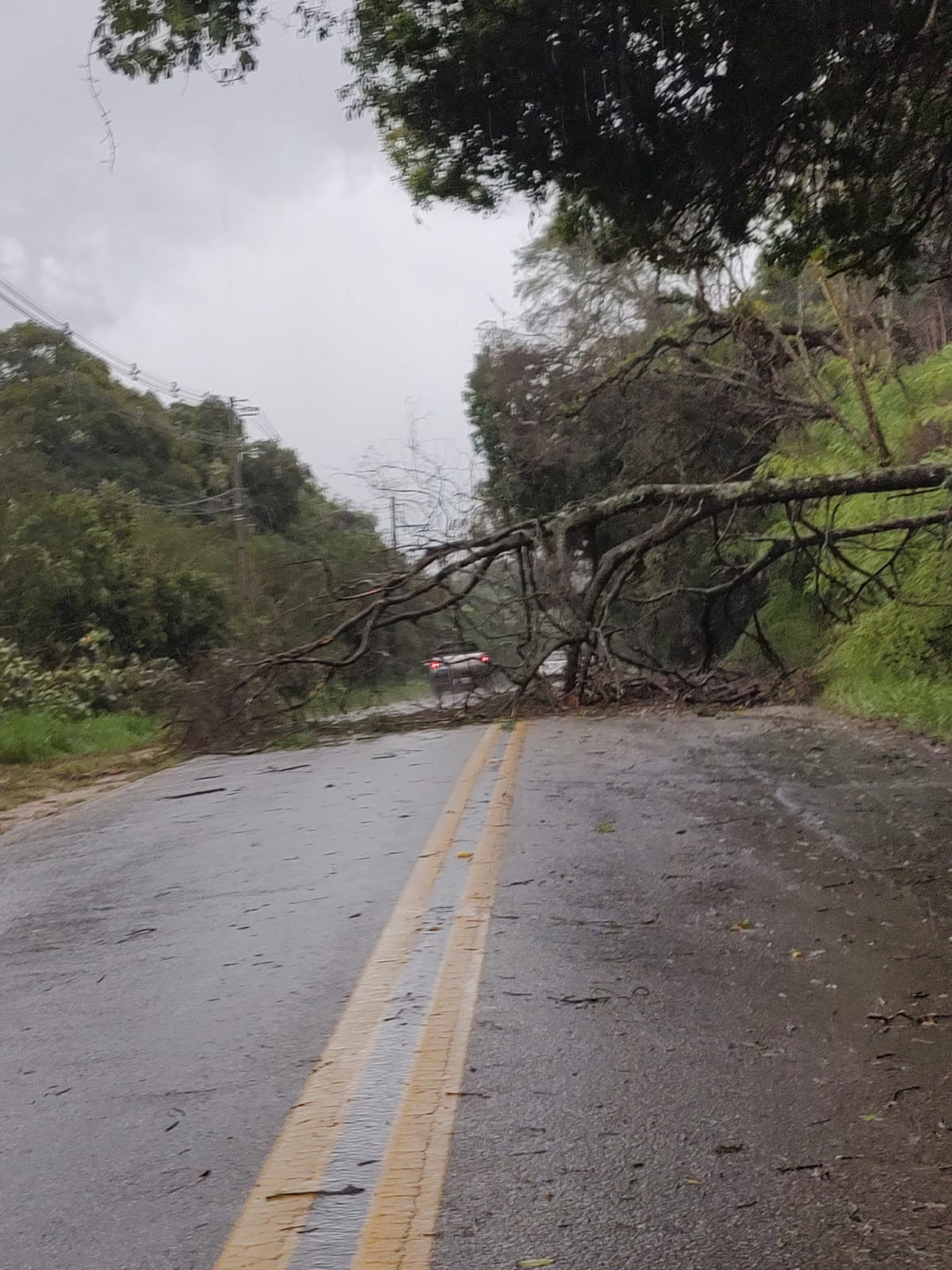 Árvore caída interrompe parcialmente a rodovia Bunjiro Nakao