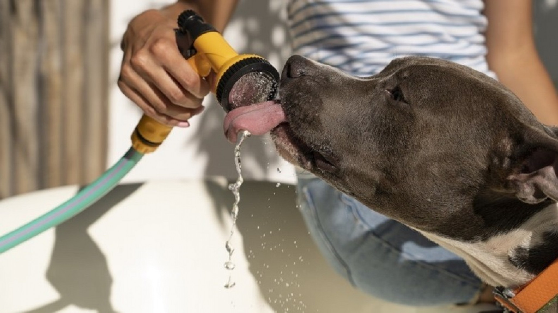 Manter o pet bem hidratado é fundamental nos dias mais quentes