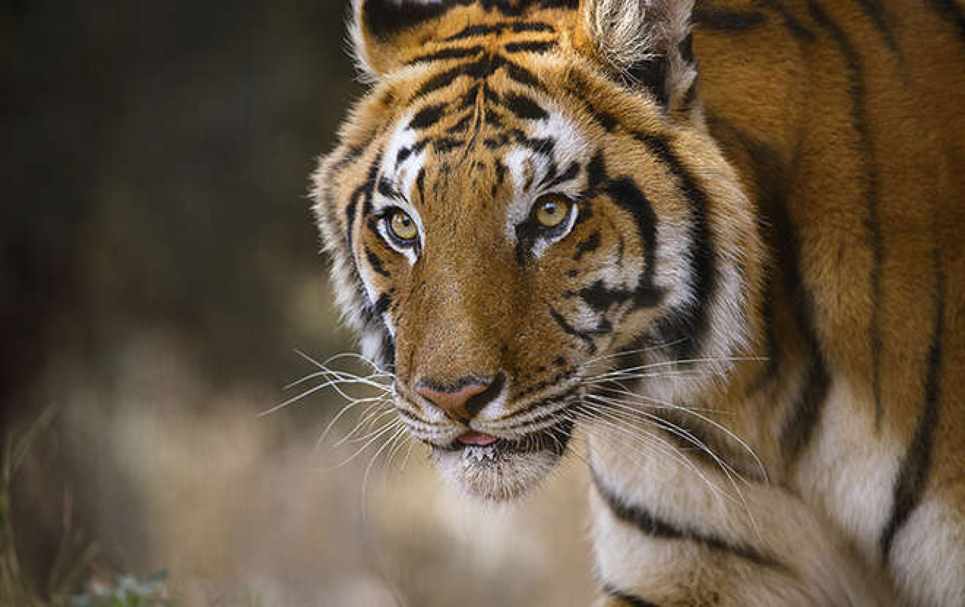 tigre