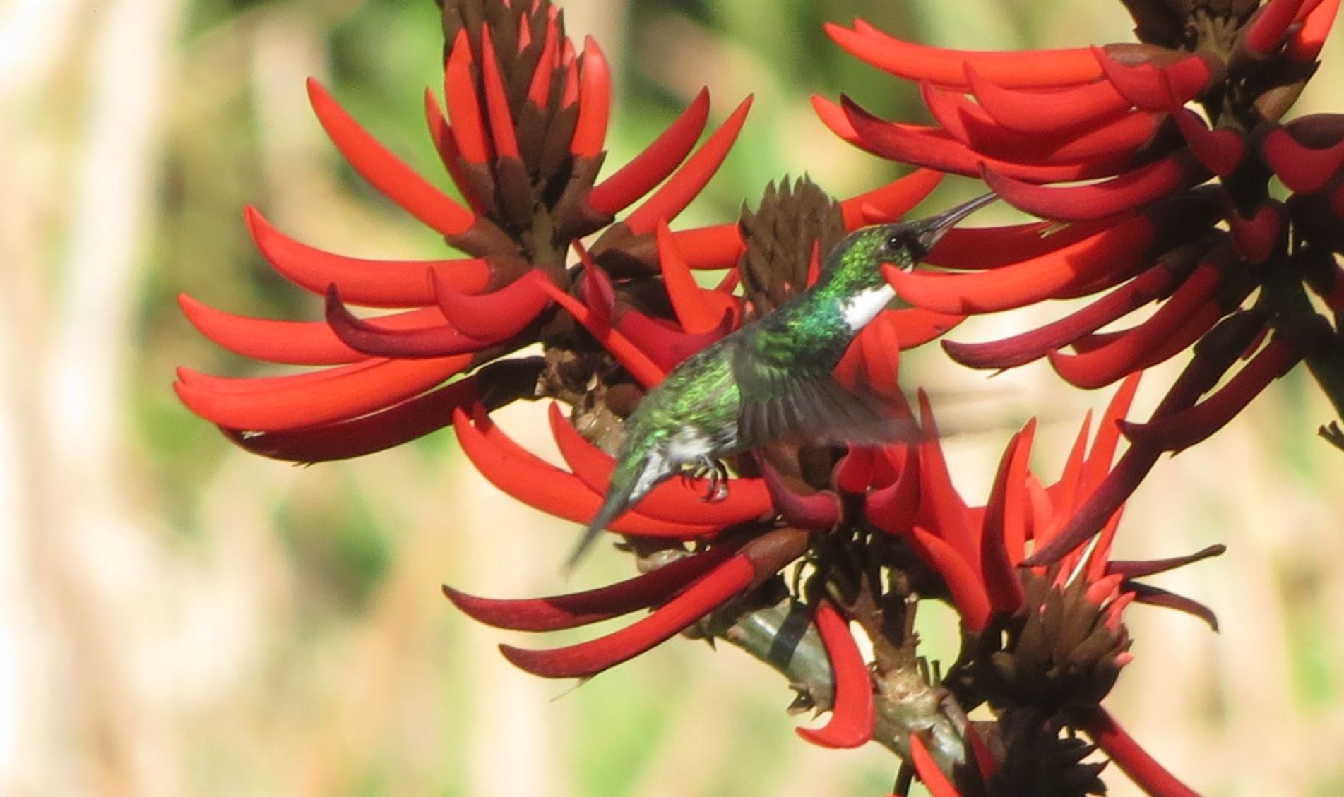 Ele gosta de visitar as flores em nossos jardins, além de parques e praças da nossa cidade