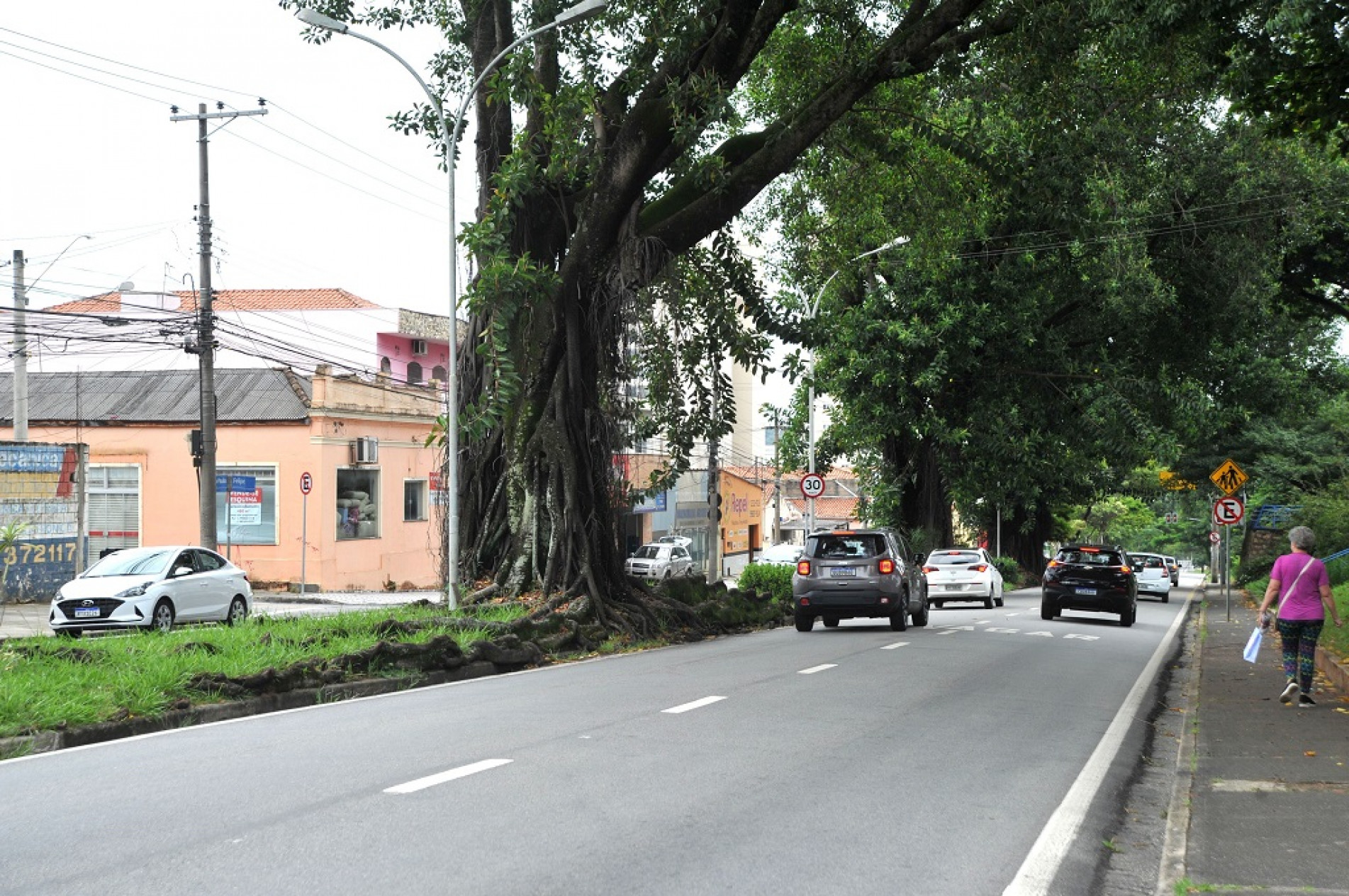 População receia acidentes com espécimes de grande porte e raízes expostas, como as da avenida São Paulo