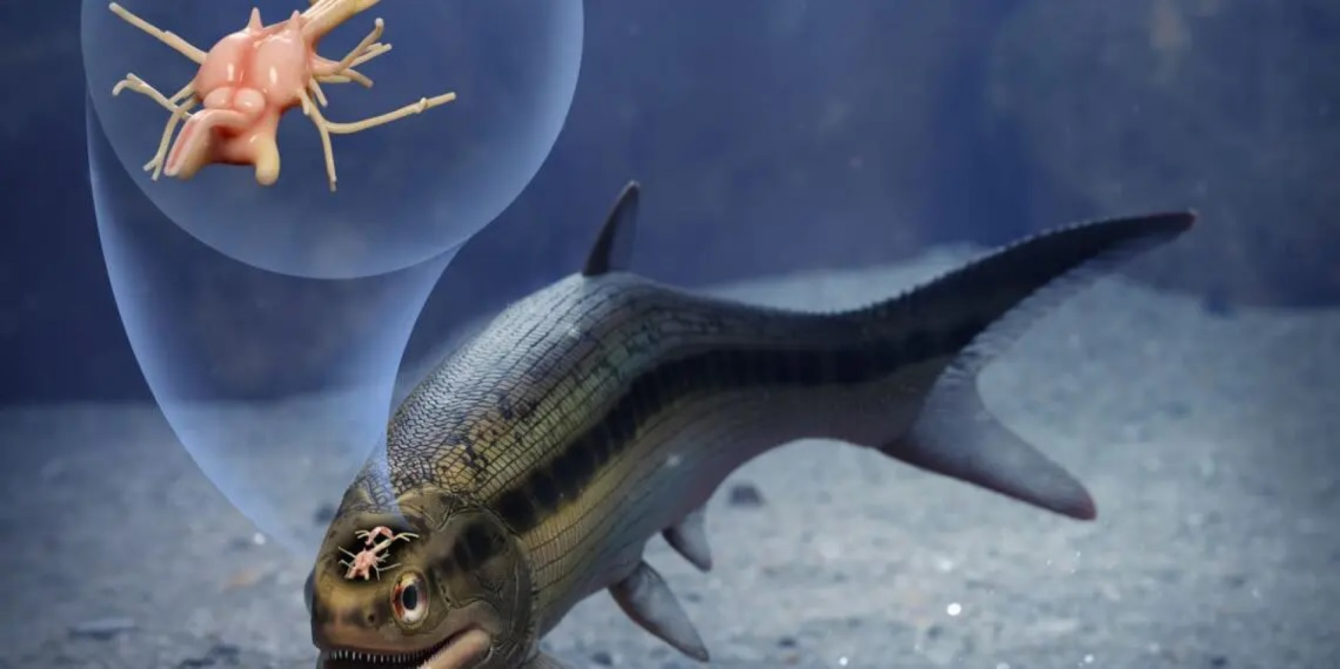 Fóssil retirado há 100 anos de uma mina de carvão na Inglaterra contém toda a sua estrutura intacta