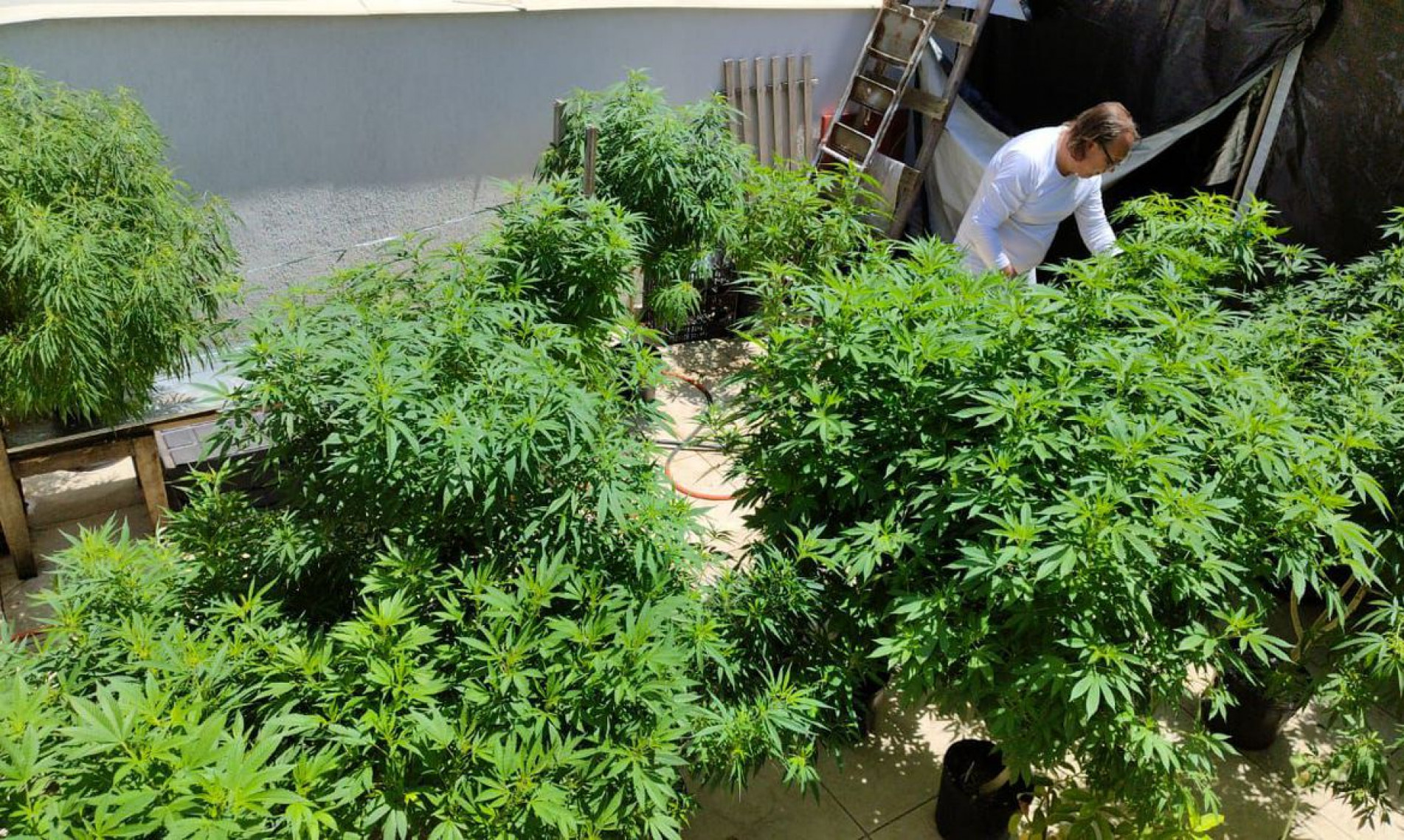 Cannabis medicinal: conheça histórias de quem luta para ter o remédio 
