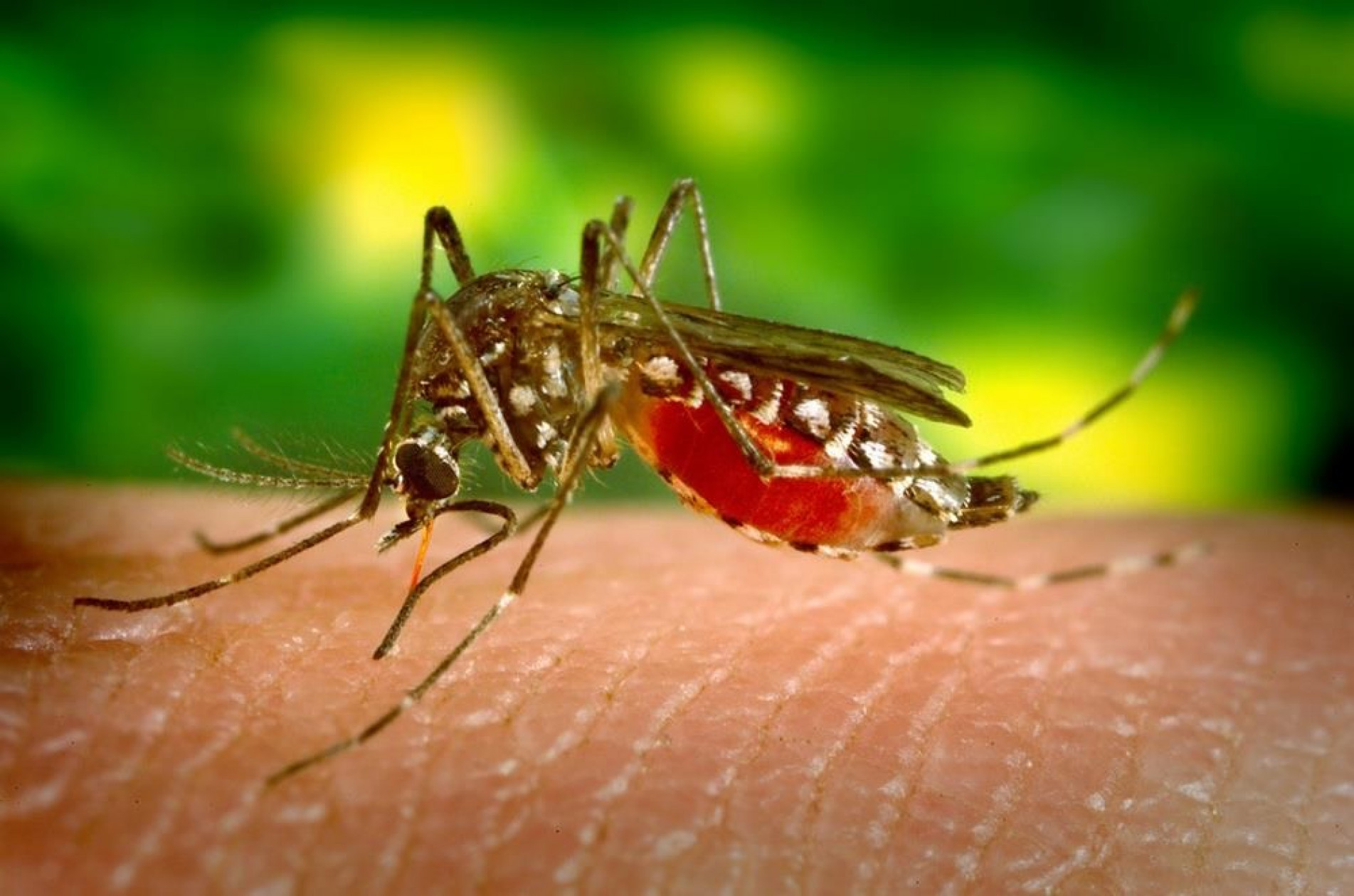 Cidades de Minas Gerais e Paraná que fazem divisa com São Paulo estão com alerta para contaminação