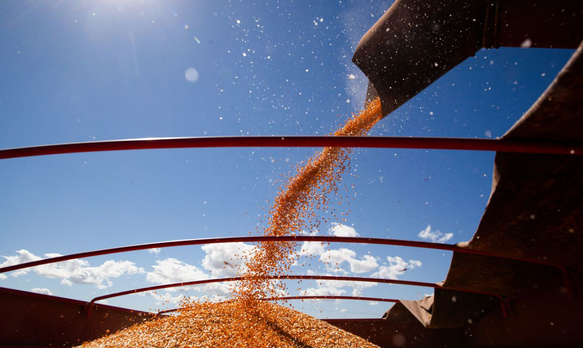 A safra total de milho indica crescimento de 11,2%