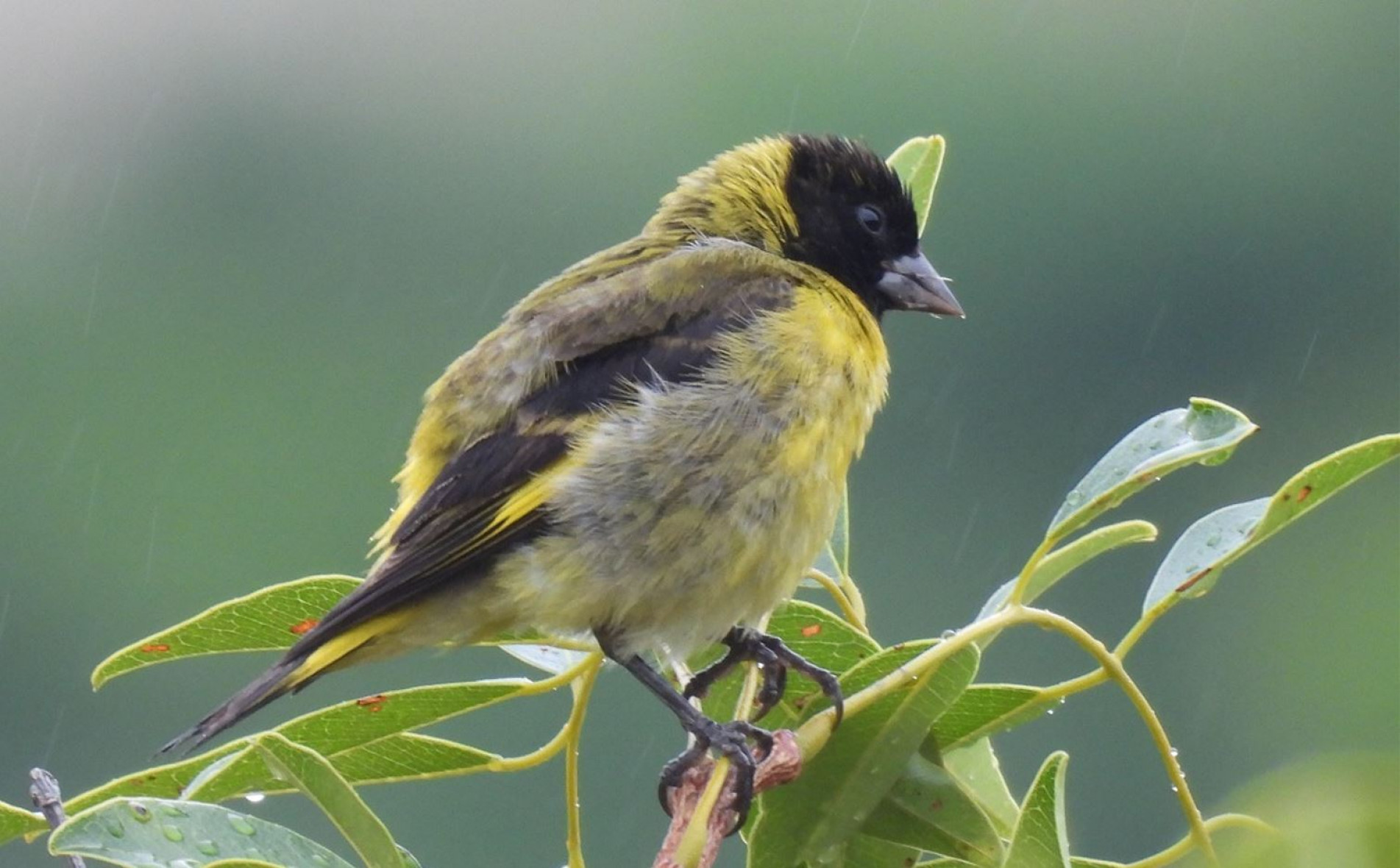 A espécie possui uma máscara negra e manchas amarelas nas asas